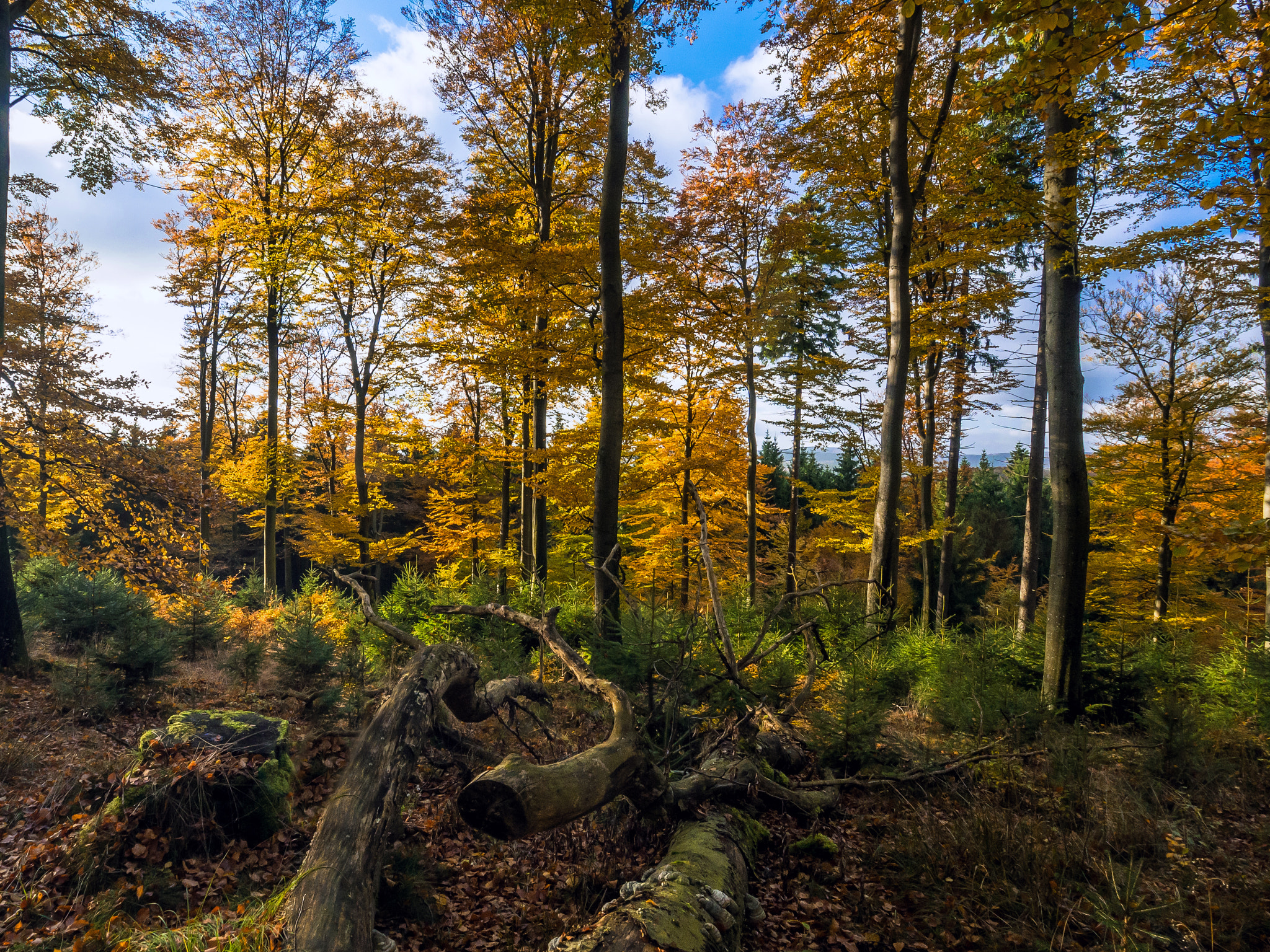 Panasonic DMC-G70 + OLYMPUS M.9-18mm F4.0-5.6 sample photo. Herbstlicher buchenwald photography