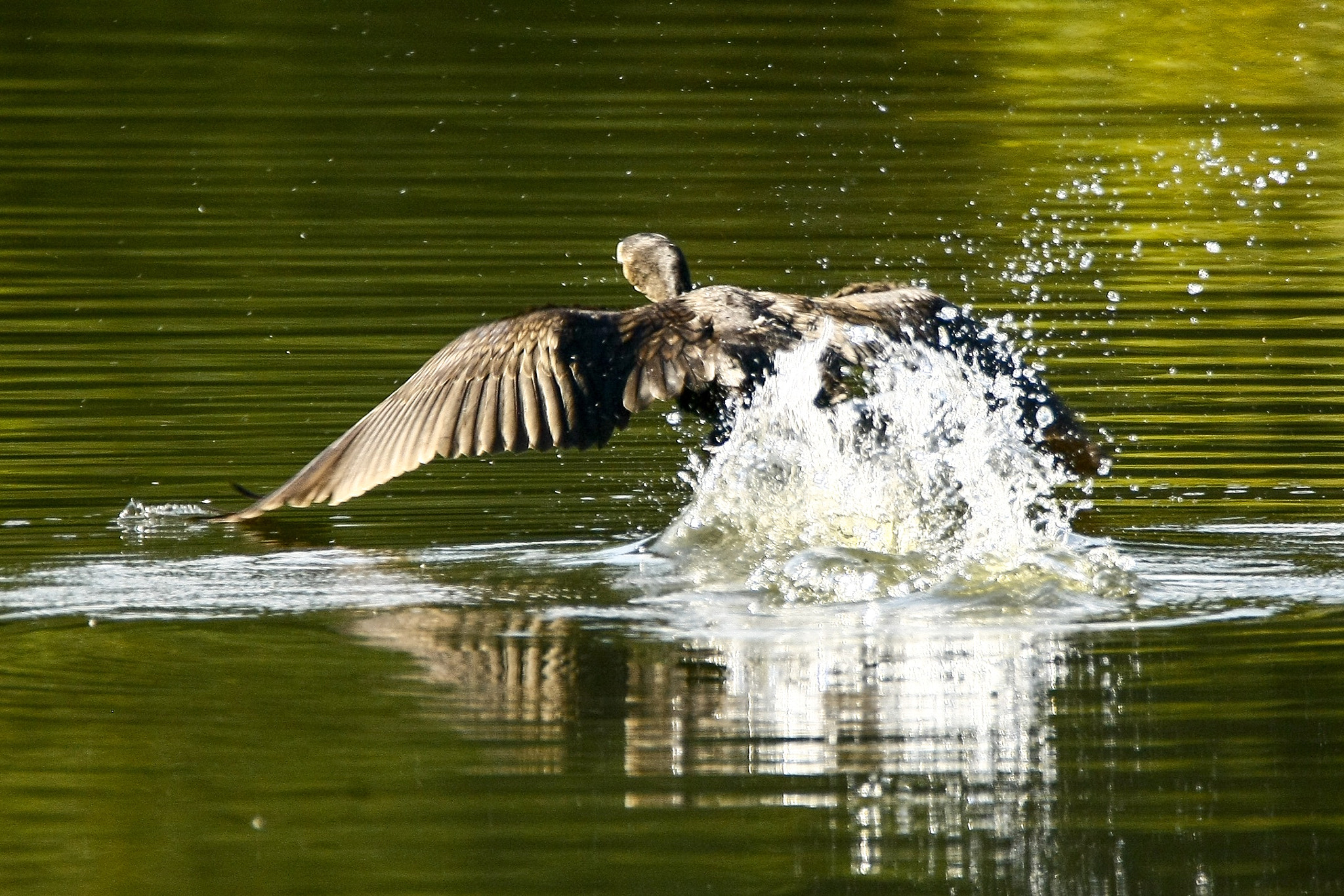 Canon EOS-1Ds Mark III sample photo. Great cormorant photography