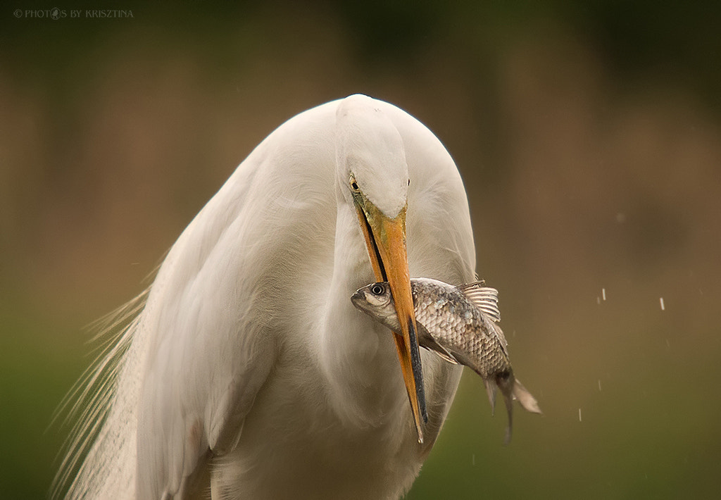 Canon EOS 70D + Sigma 50-500mm f/4-6.3 APO HSM EX sample photo. Catch of the day photography