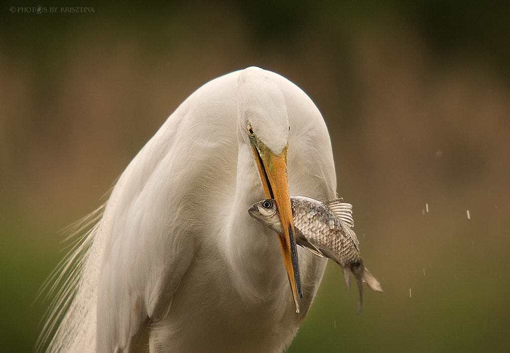Sigma 50-500mm f/4-6.3 APO HSM EX sample photo. Catch of the day photography