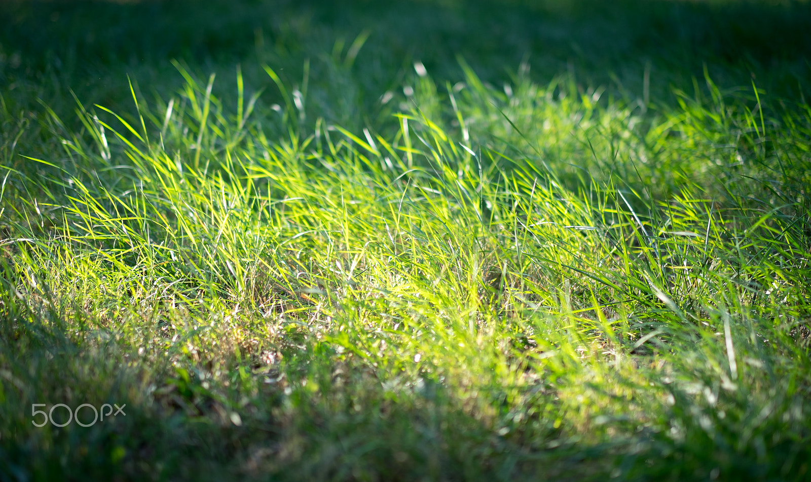 Fujifilm XF 56mm F1.2 R sample photo. Bright light on the grass photography