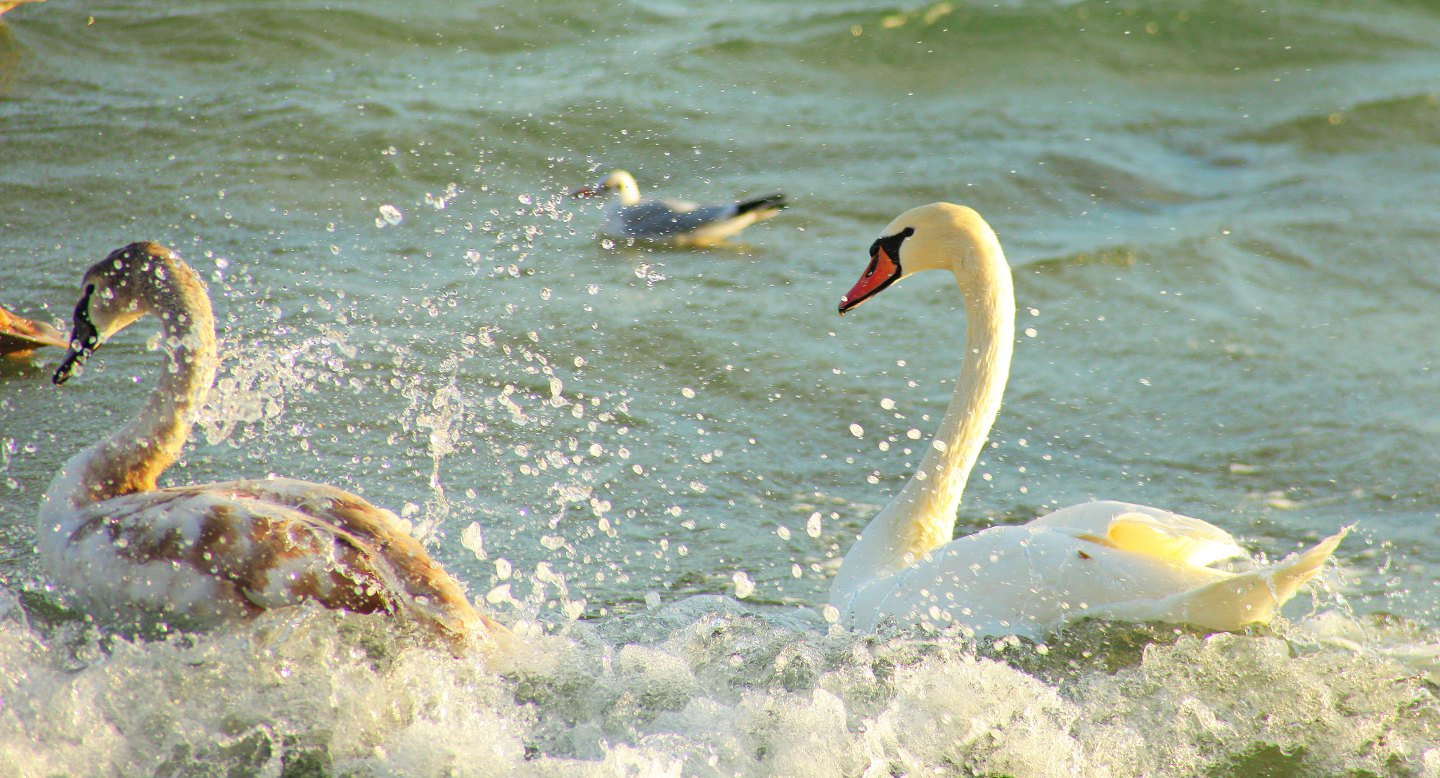 Canon EF 28-200mm F3.5-5.6 USM sample photo. Лебеди photography