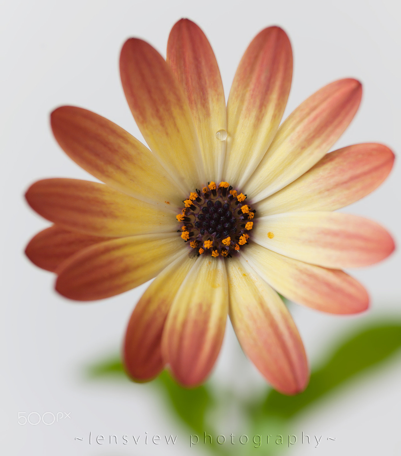 Sigma 105mm F2.8 EX DG Macro sample photo. :: photography