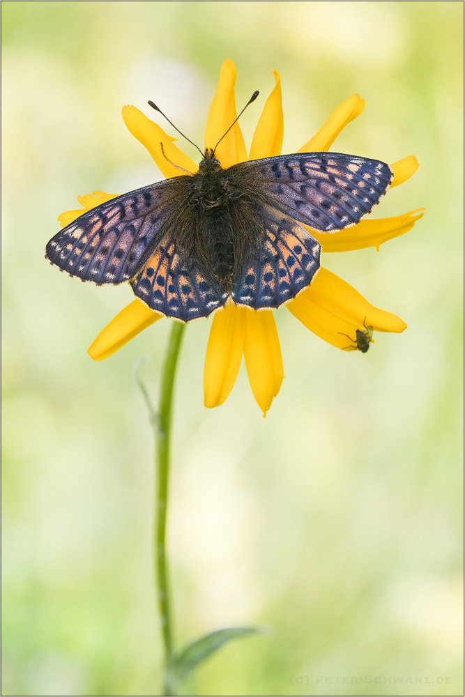 Sigma 150mm f/2.8 EX DG OS HSM APO Macro sample photo. Boloria napaea photography