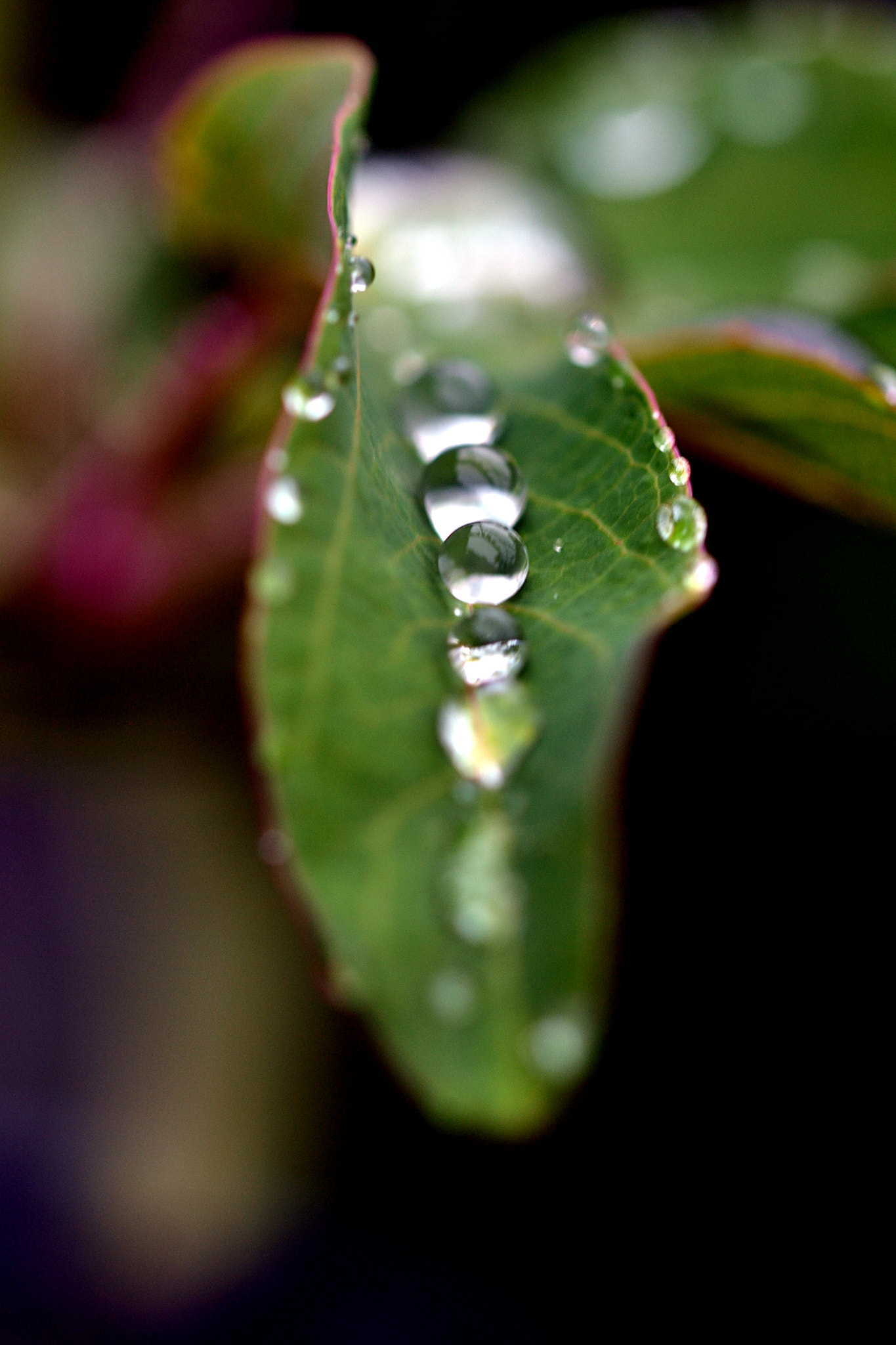 Sigma 105mm F2.8 EX DG OS HSM sample photo. Snake drops photography