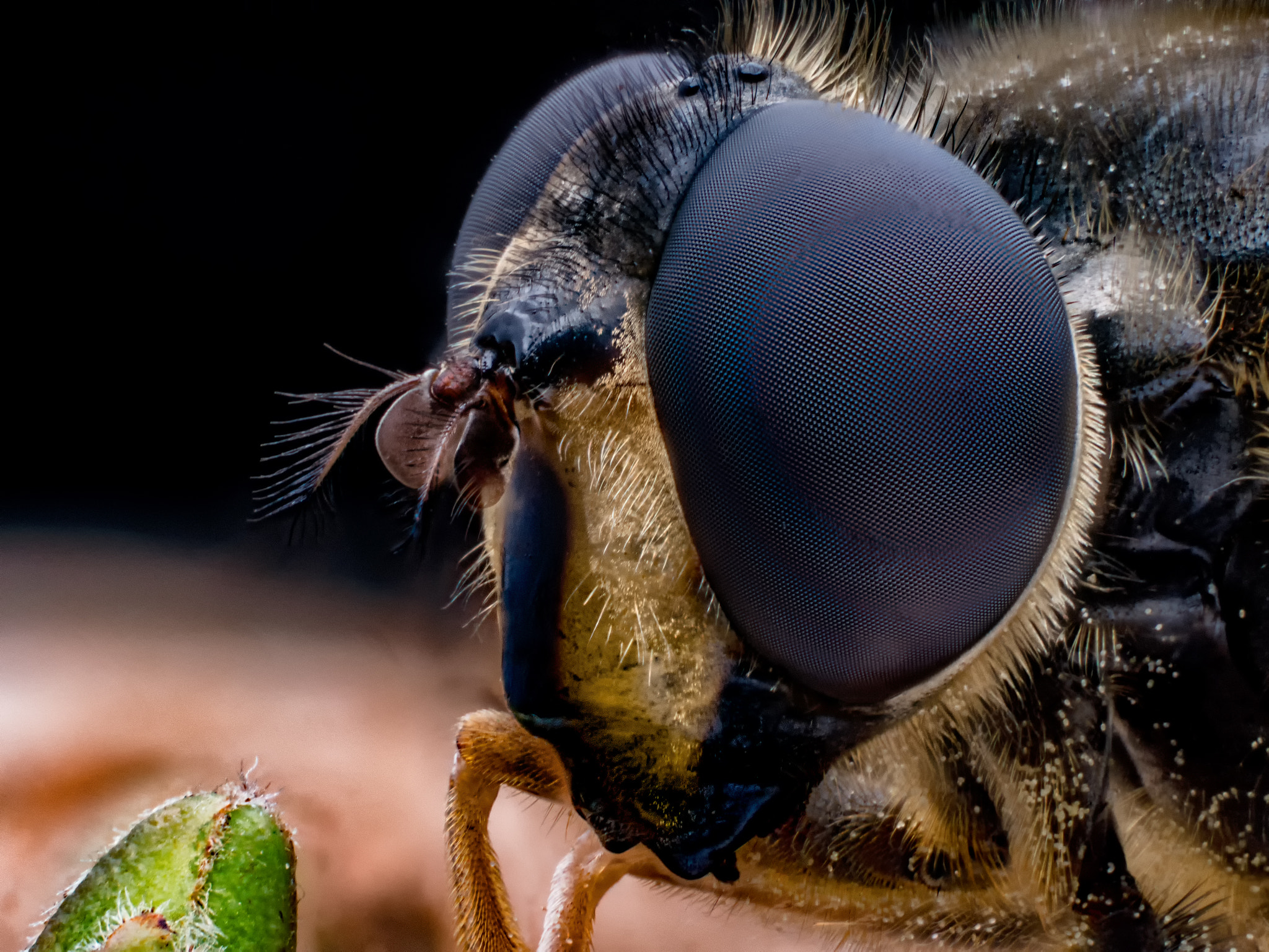 Olympus M.Zuiko Digital ED 60mm F2.8 Macro sample photo. Drone fly - eristalis lineata photography