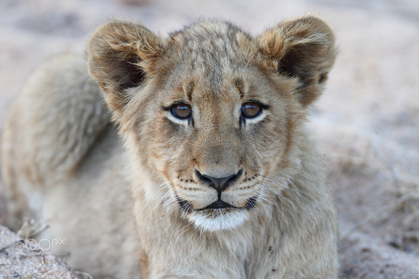 Canon EOS 7D + Canon EF 300mm F2.8L IS USM sample photo. Lion cub photography