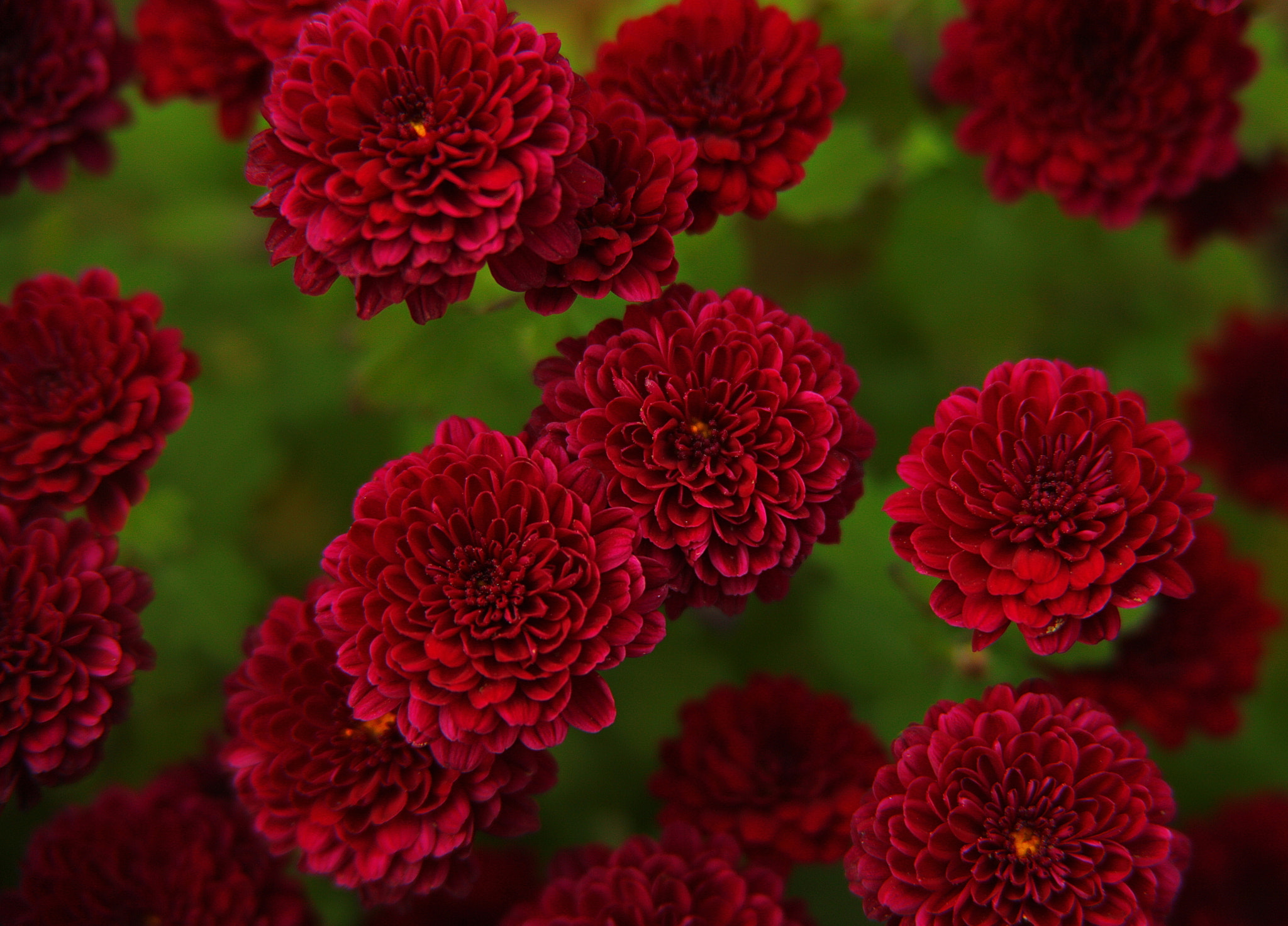 Canon EF 28-200mm F3.5-5.6 USM sample photo. Цветы photography