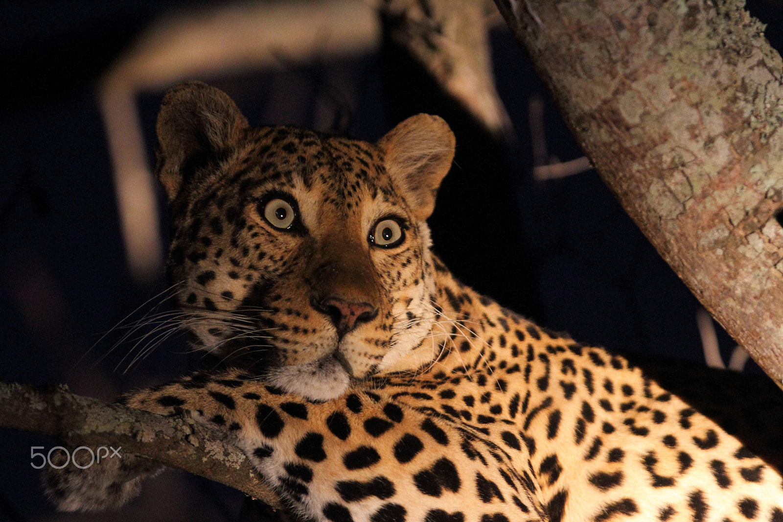 Canon EOS 7D + Canon EF 300mm F2.8L IS USM sample photo. Leopard at night photography