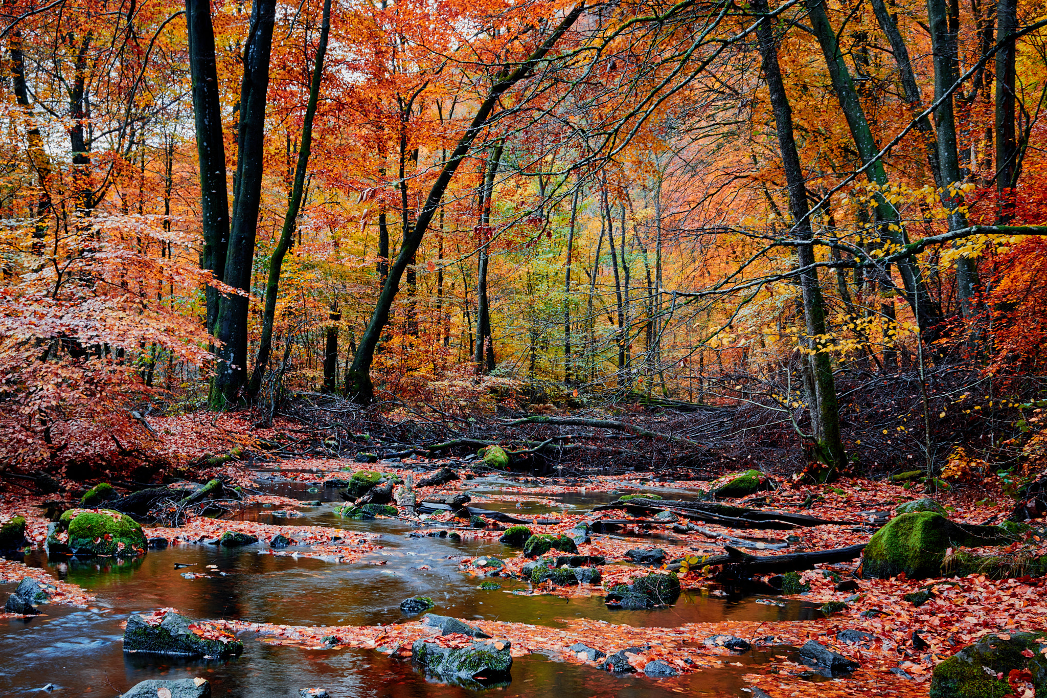 Canon EOS 5DS R + Canon EF 24-105mm F4L IS USM sample photo. Colors of nature photography