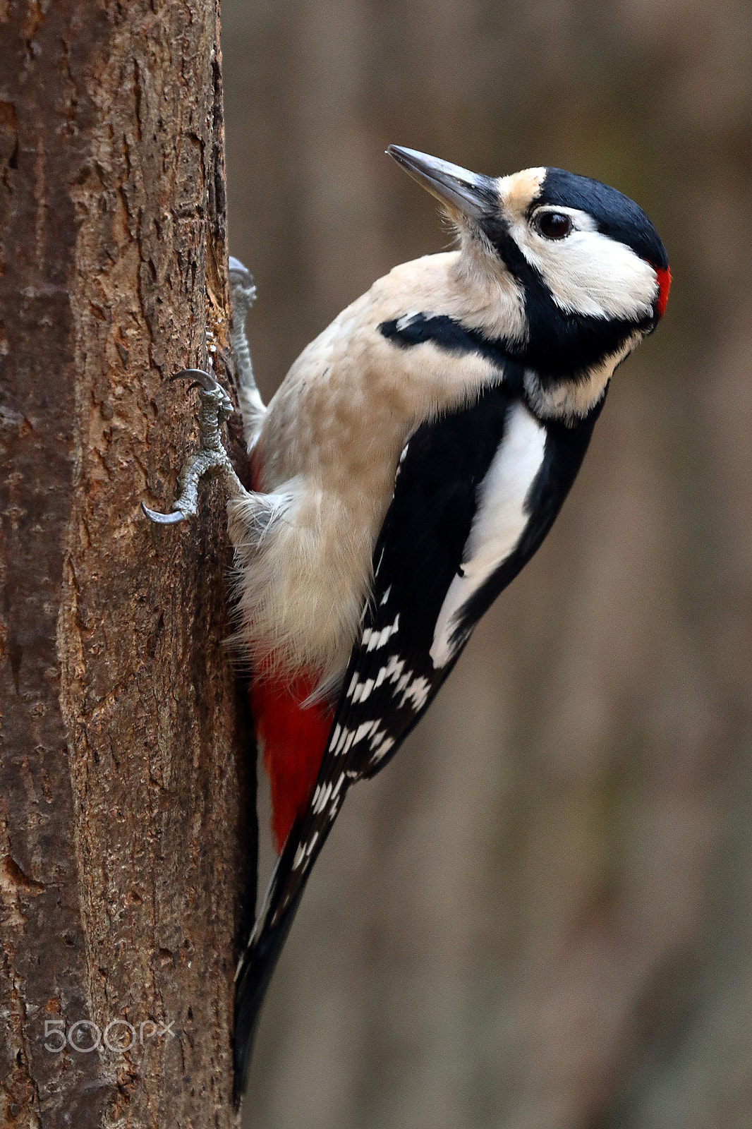 Canon EF 70-300mm F4-5.6L IS USM sample photo. Woodpecker photography