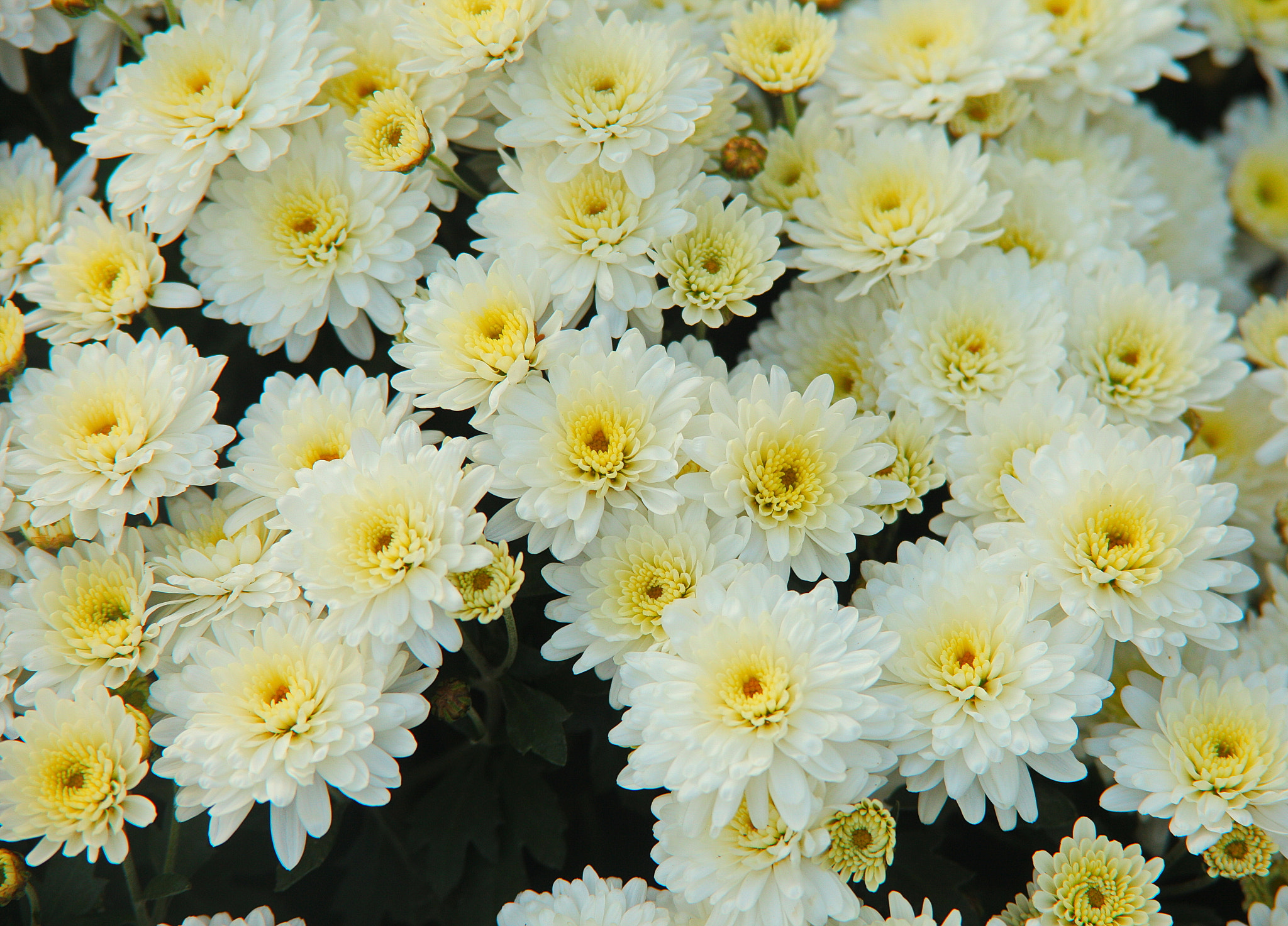 Canon EF 28-200mm F3.5-5.6 USM sample photo. Ромашки photography