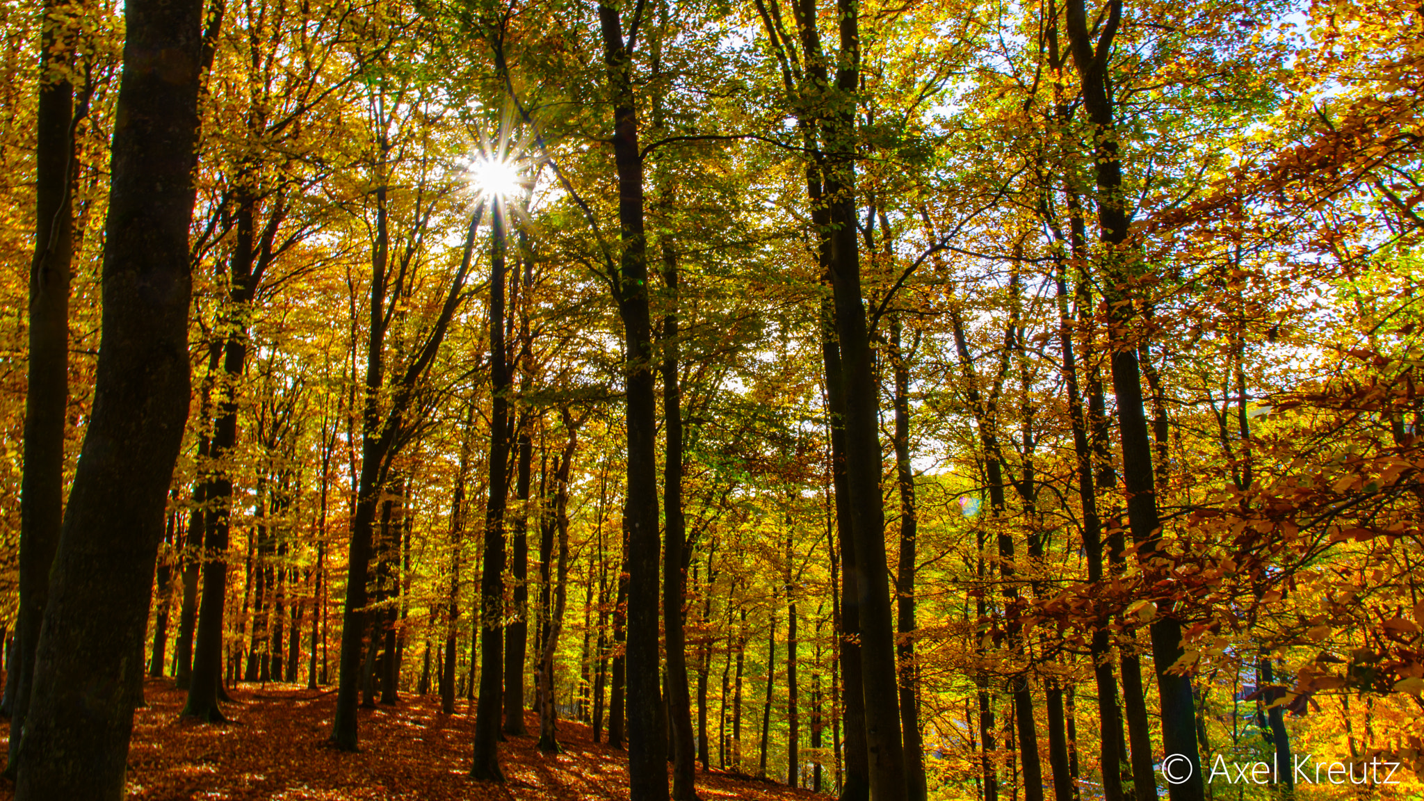 Pentax K-3 II sample photo. Herbstwald im #siegerland photography