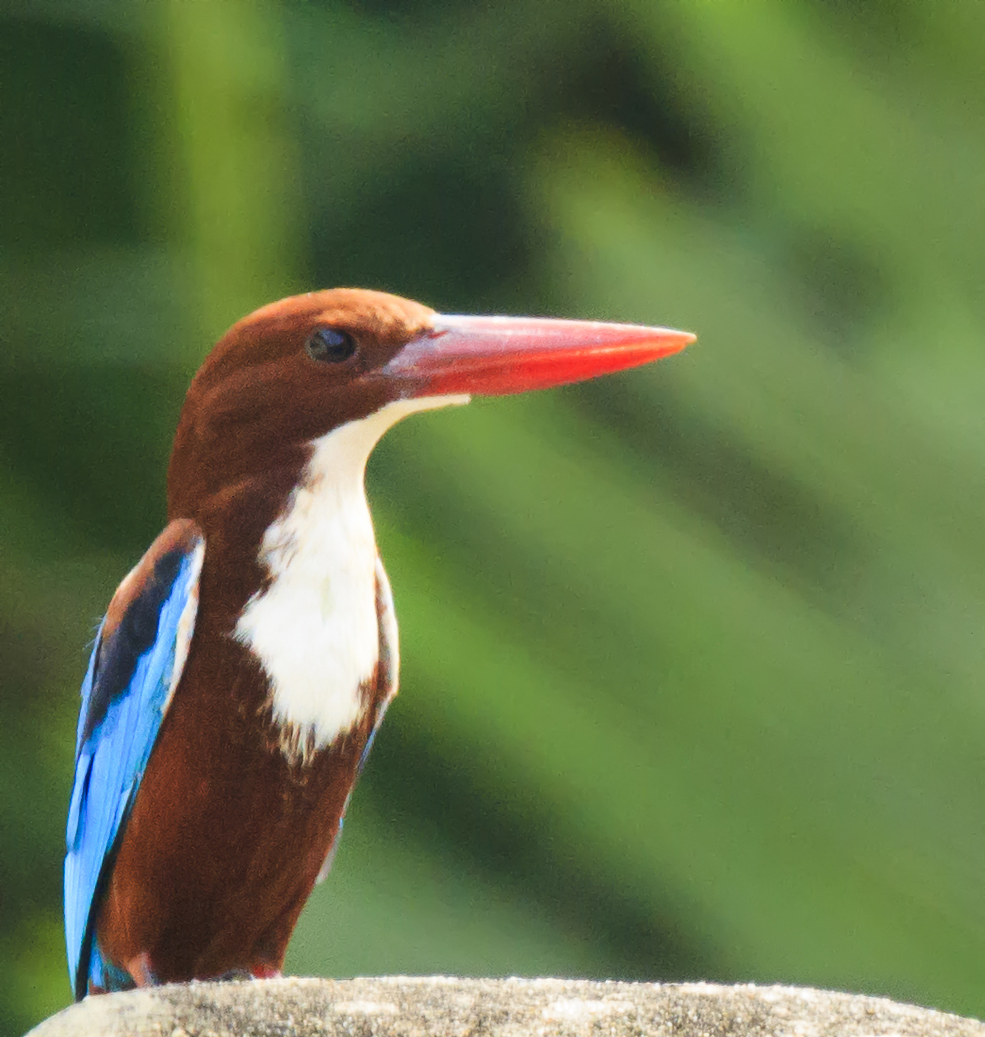 Canon EOS 60D + Tamron SP 150-600mm F5-6.3 Di VC USD sample photo. White-throated kingfisher photography