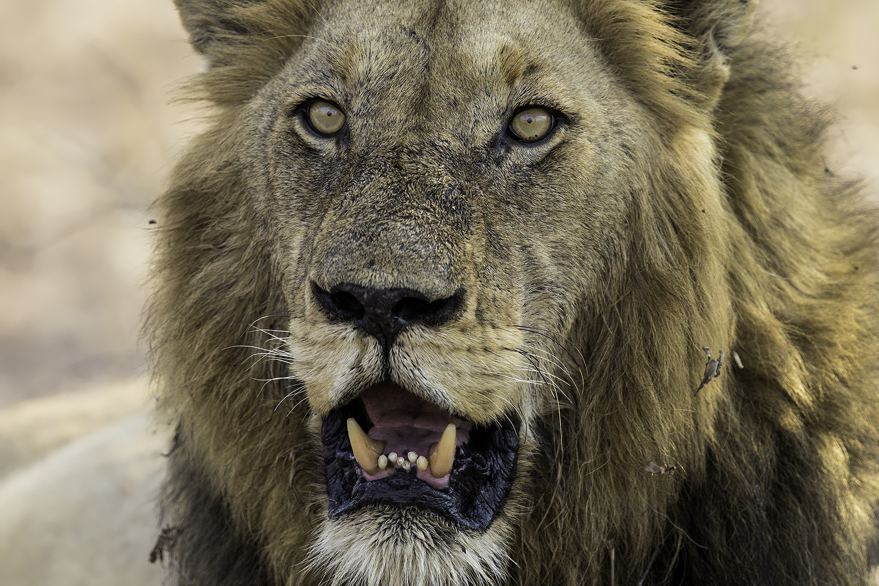Canon EF 600mm F4L IS II USM sample photo. Majestic photography