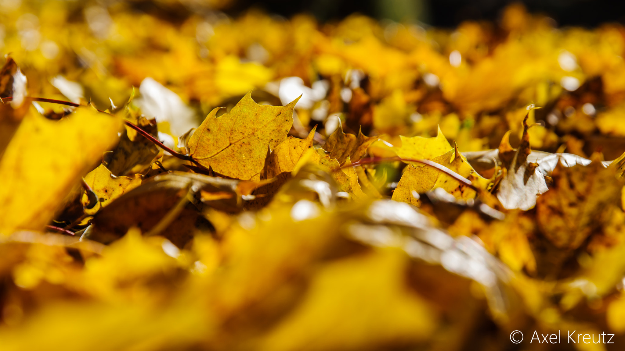 Pentax K-3 II sample photo. Goldener oktober 29.10.16 photography