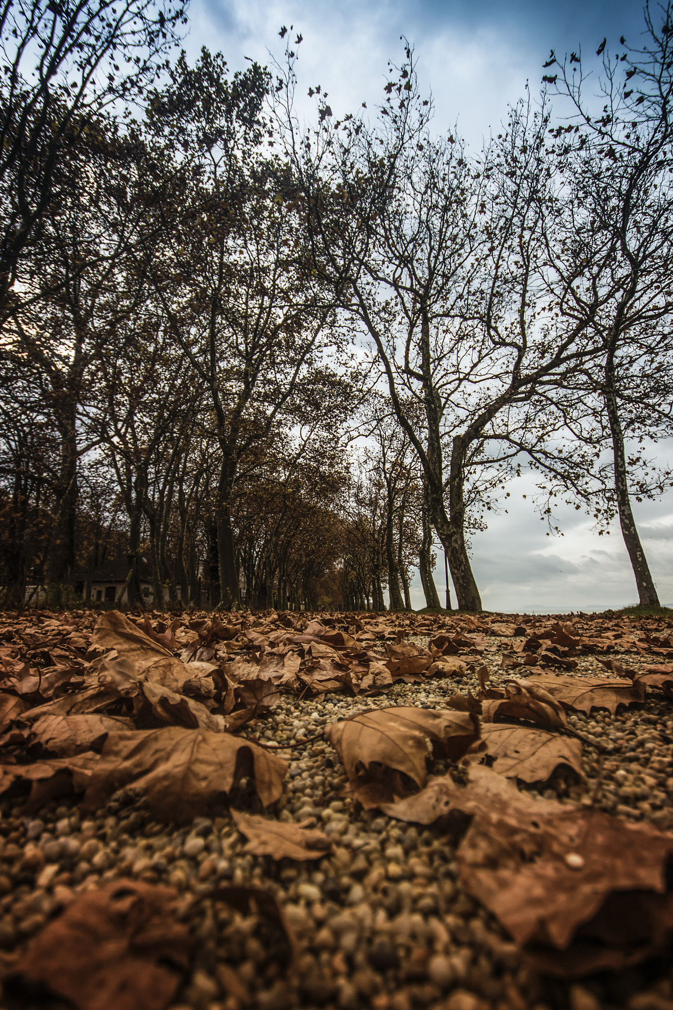 Canon EOS 700D (EOS Rebel T5i / EOS Kiss X7i) + Sigma 10-20mm F4-5.6 EX DC HSM sample photo. Balaton fall... photography