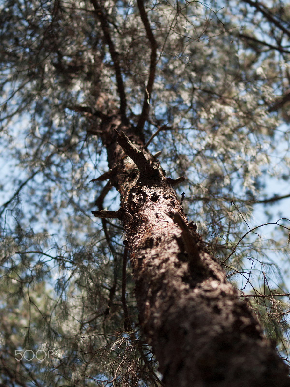 Olympus E-620 (EVOLT E-620) + OLYMPUS 50mm Lens sample photo. Upward view of trunk and branches of tree photography