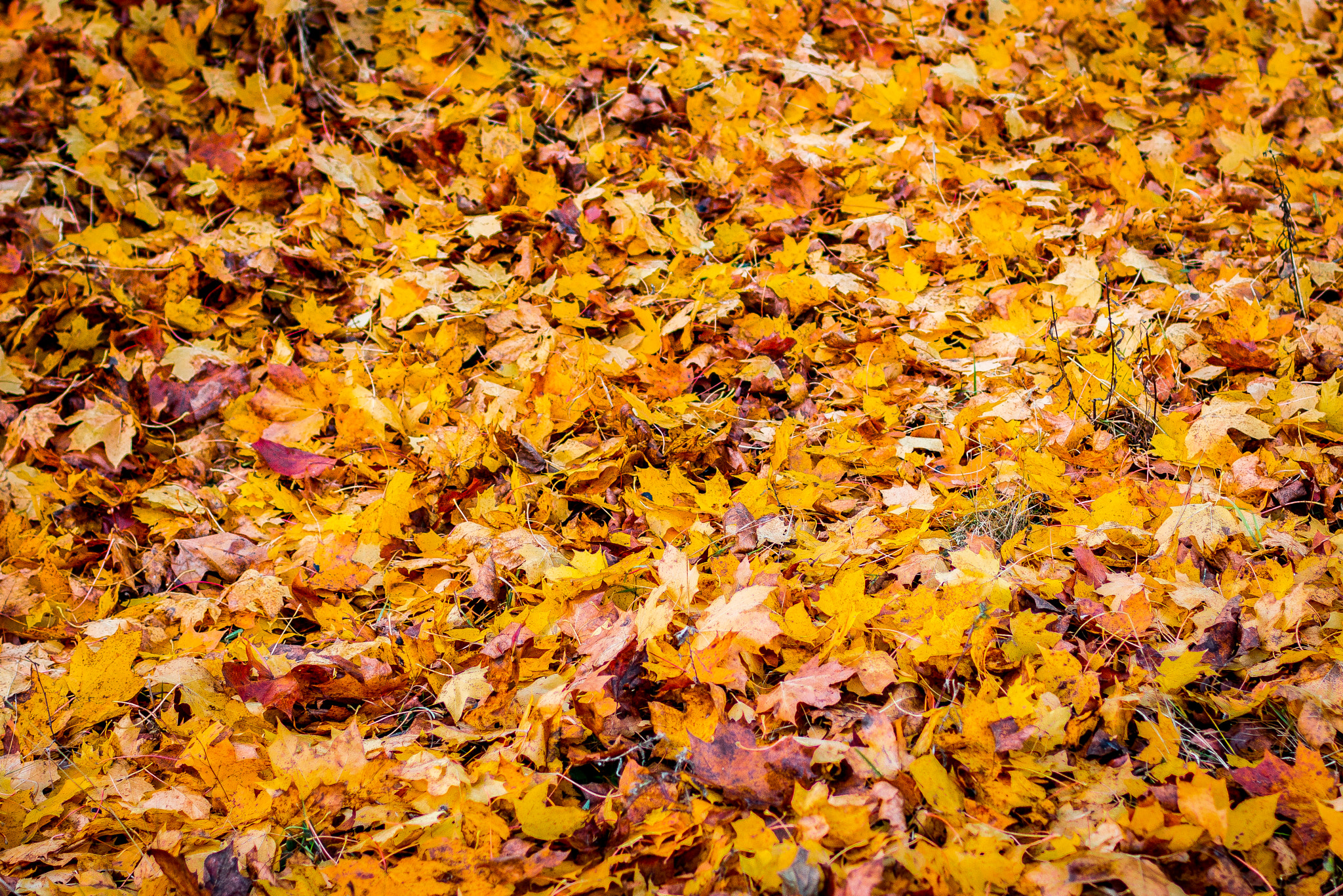 Canon EOS 70D + Canon EF 35mm F1.4L USM sample photo. Autumn leaves photography