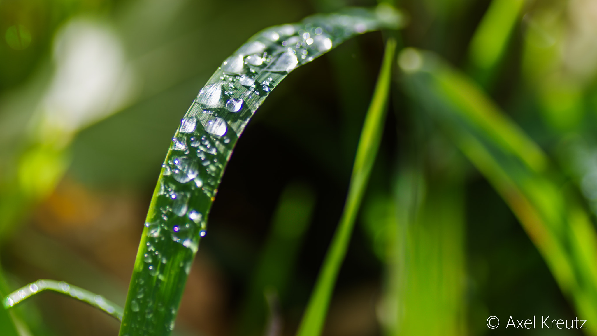 Tamron SP AF 90mm F2.8 Di Macro sample photo. Morgentau 29.10.16 photography
