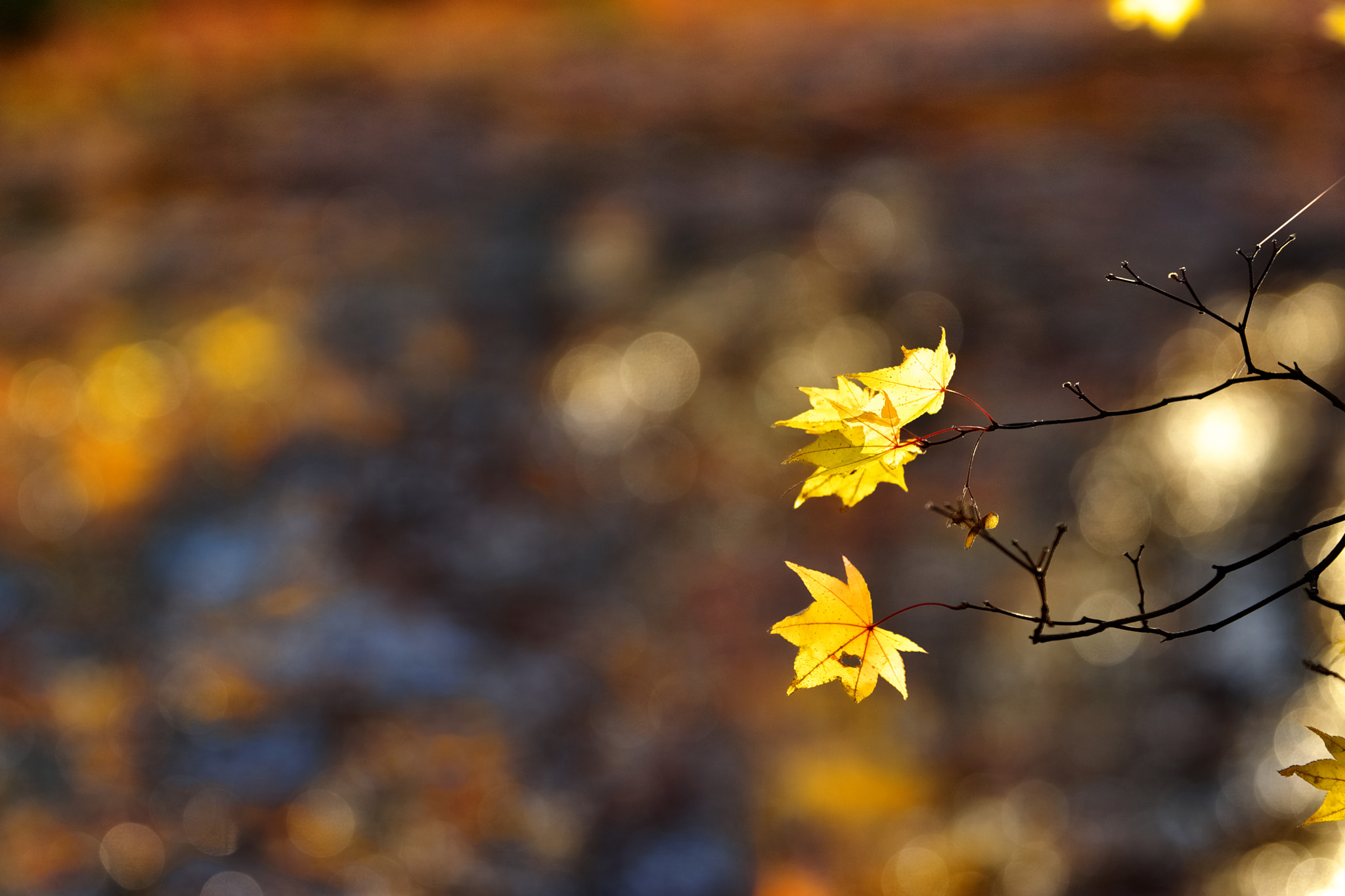 Sony SLT-A77 + 70-200mm F2.8 G SSM sample photo. Melancoly photography