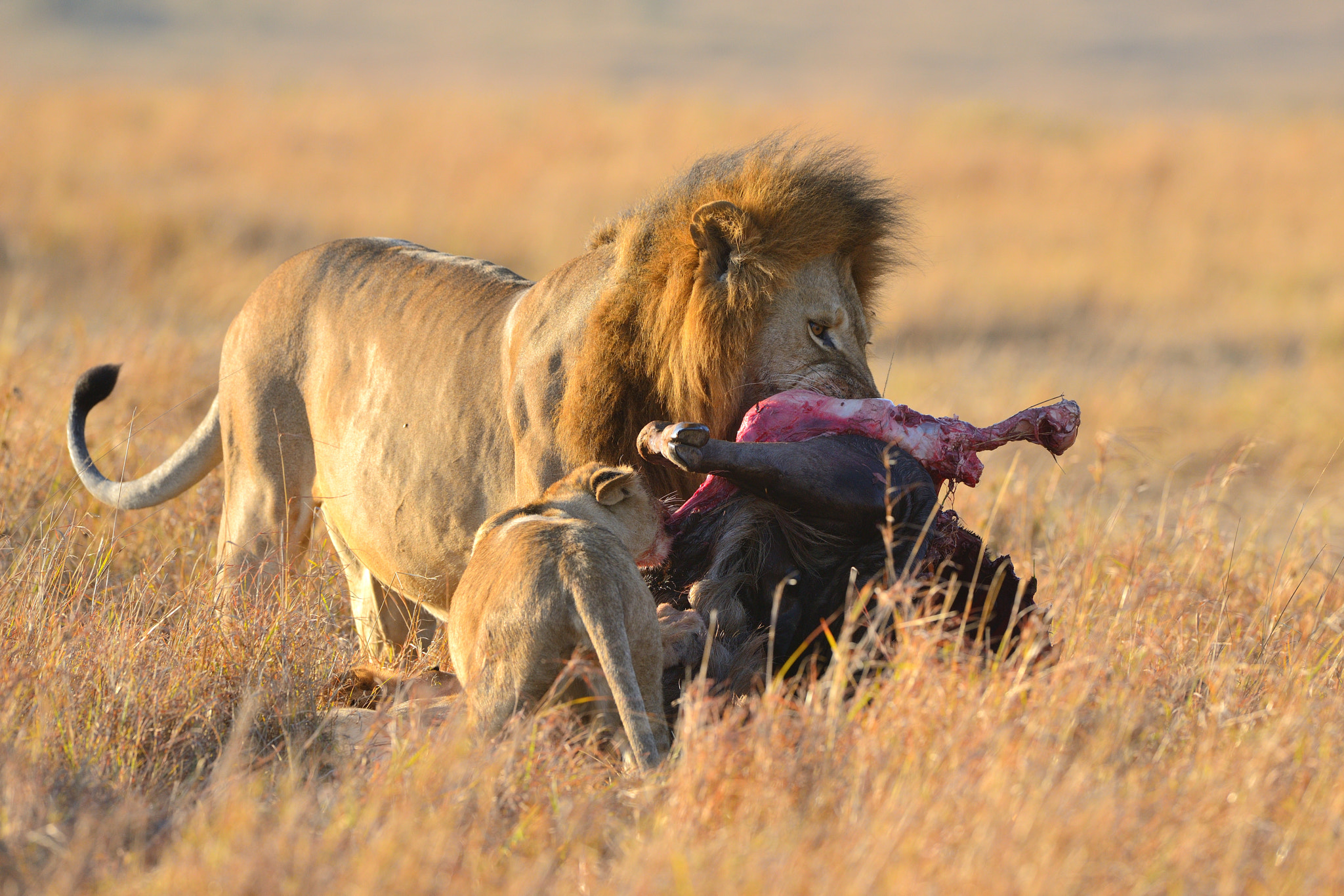 Nikon D800 + Nikon AF-S Nikkor 500mm F4G ED VR sample photo. Father and son photography