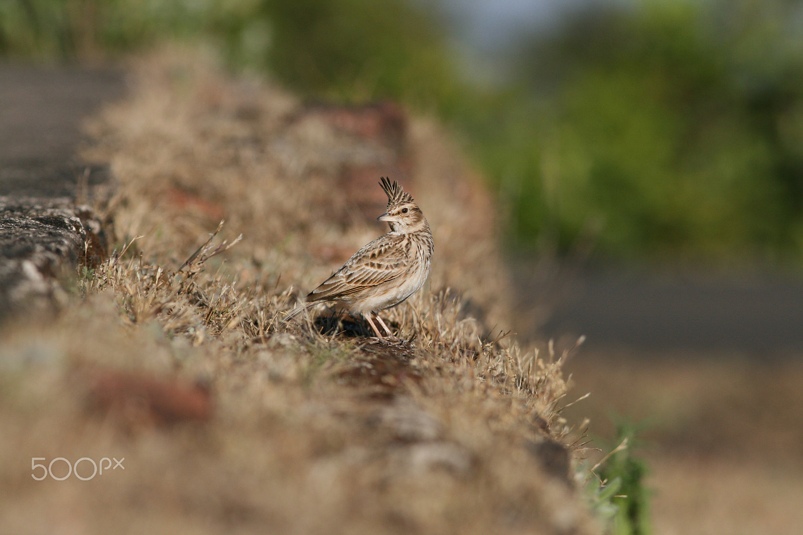 Canon EF 300mm F4L IS USM sample photo. Crested lark photography