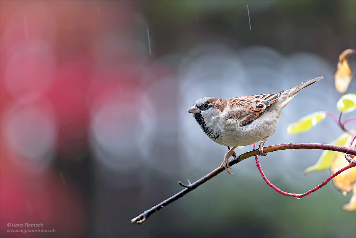 Nikon D5 sample photo. Haussperling photography