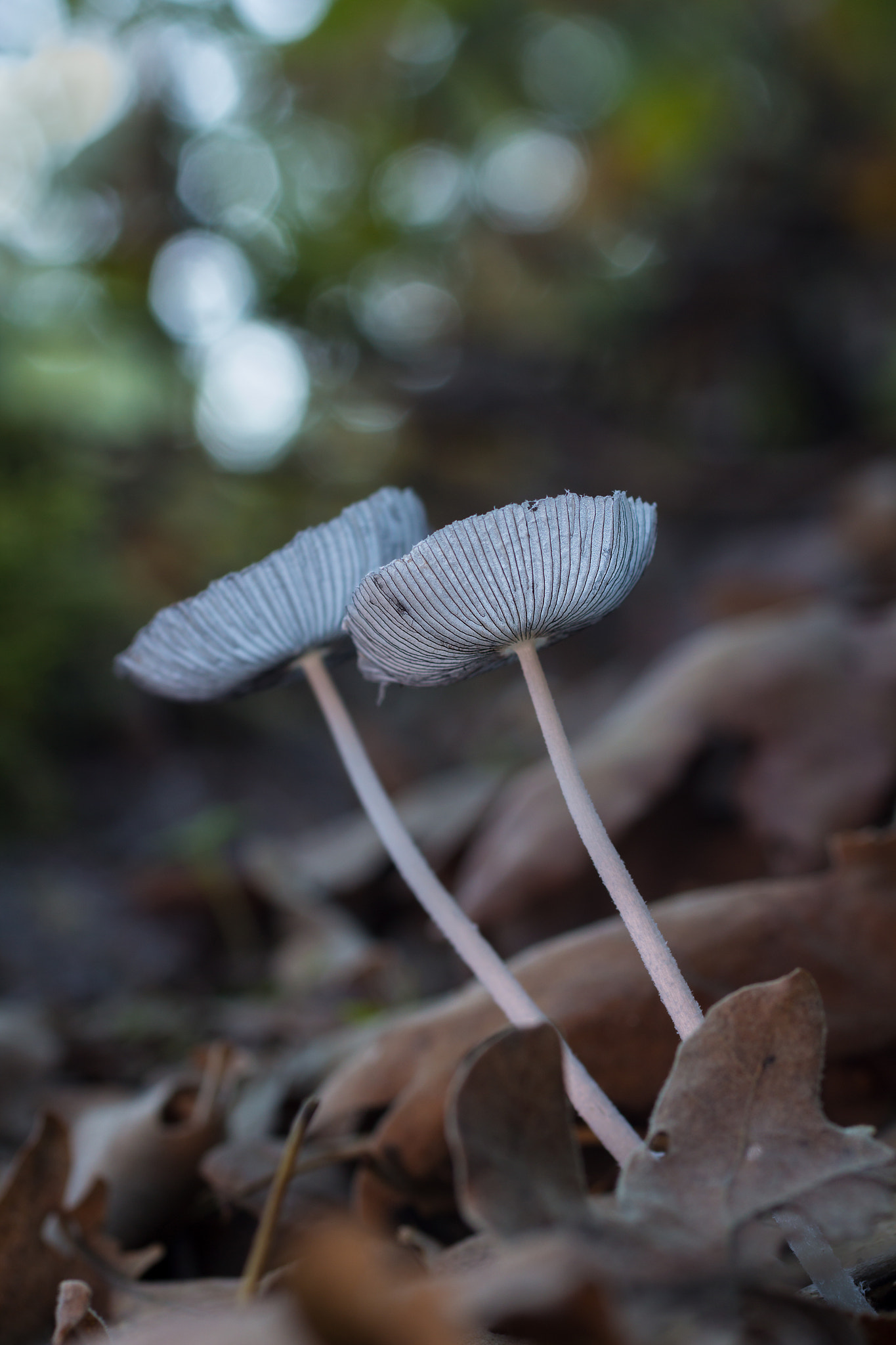 Sigma 50mm f/2.8 EX sample photo. Parasola plicatilis photography