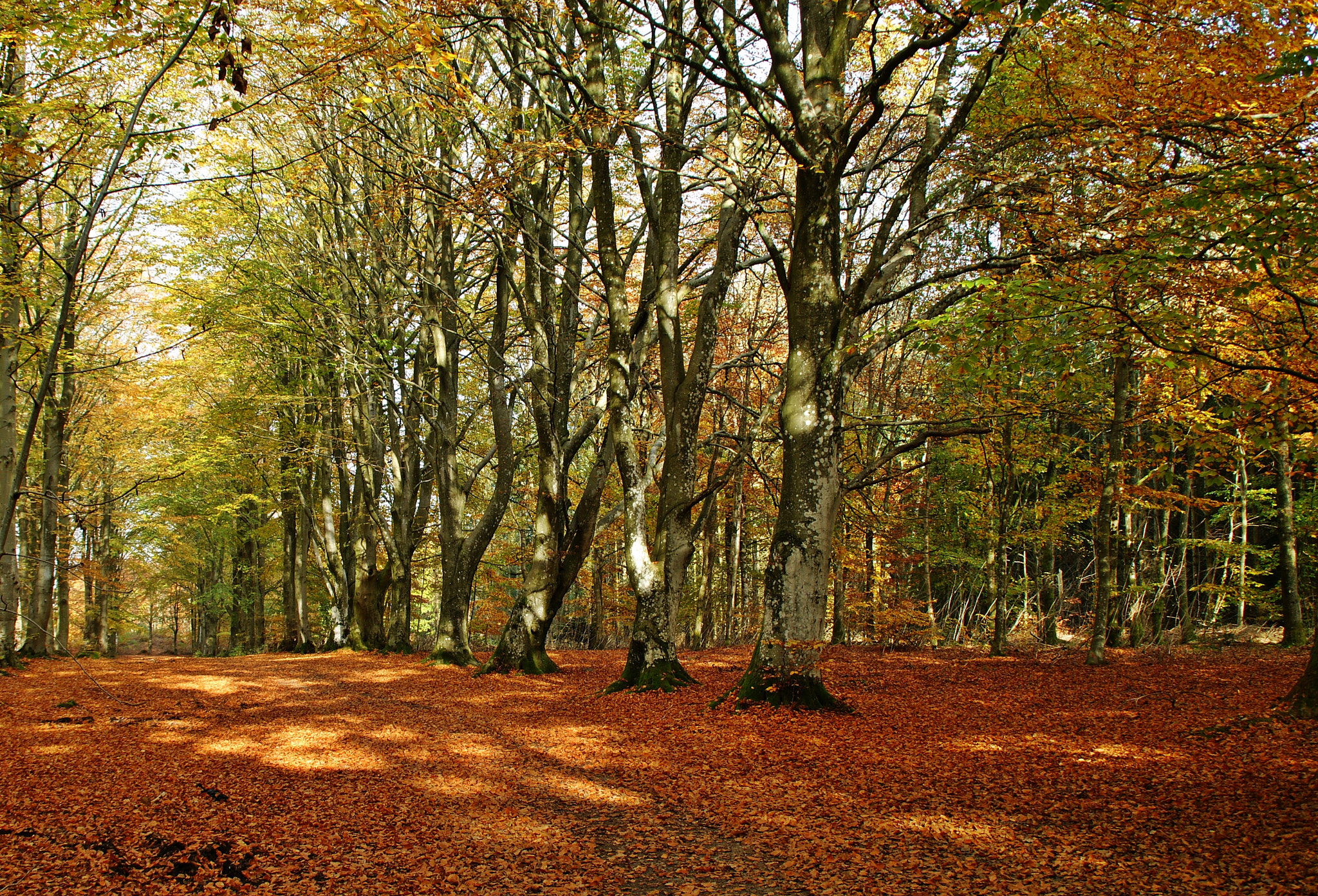 Sony Alpha DSLR-A290 sample photo. Old trees photography