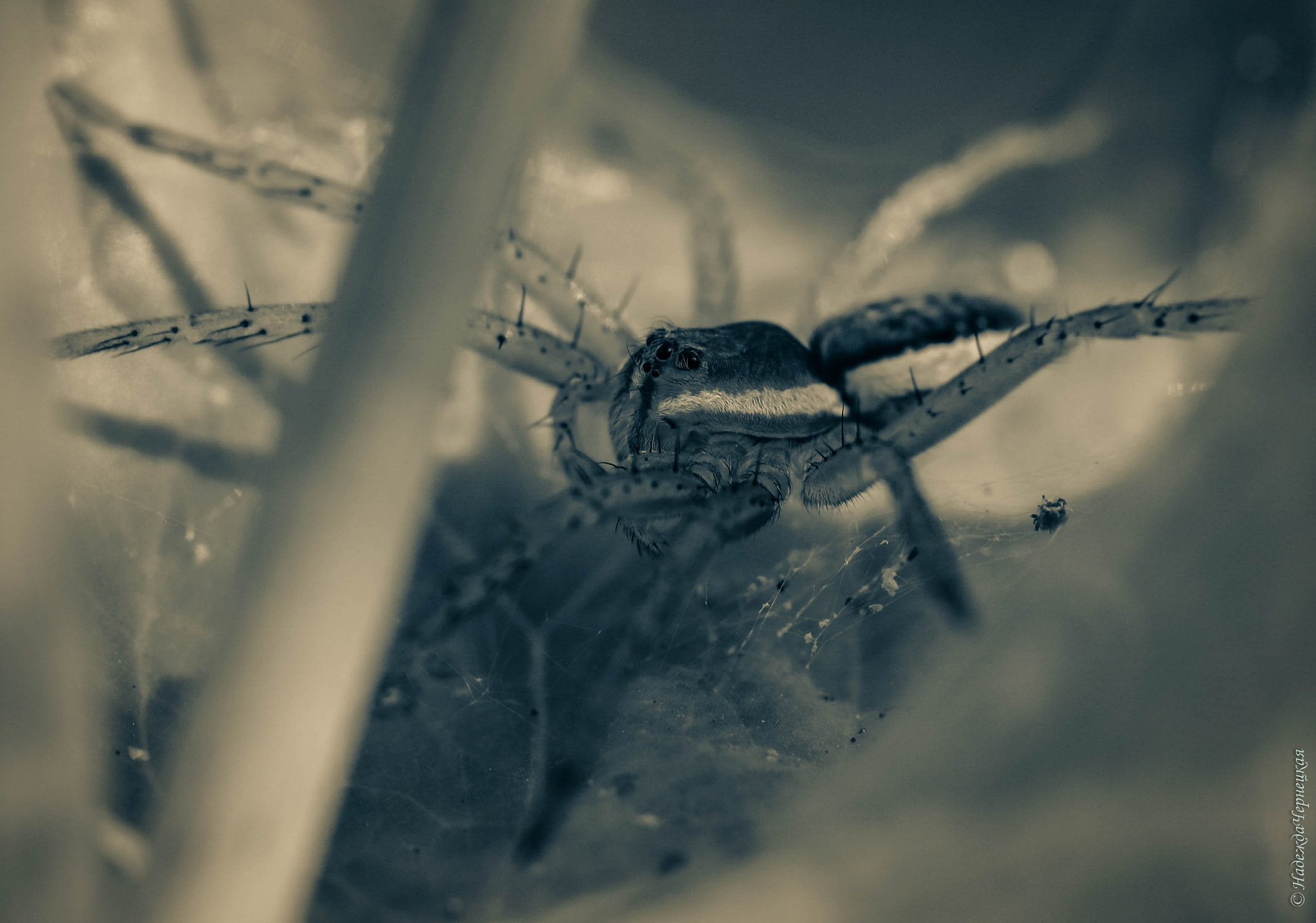 Canon EF 100mm F2.8L Macro IS USM sample photo. В своих владениях. Паучок на охоте) spider hunting photography
