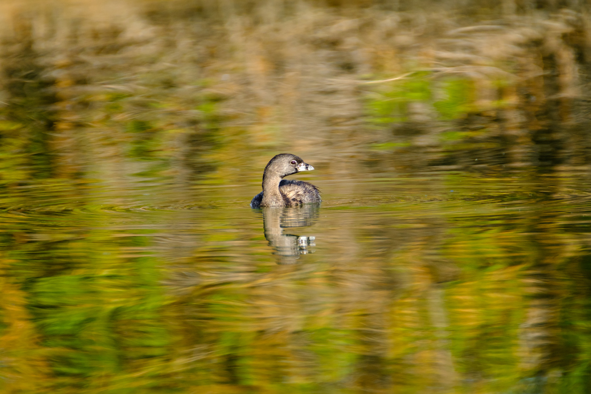 XF100-400mmF4.5-5.6 R LM OIS WR + 1.4x sample photo. Pied-billed grebe photography