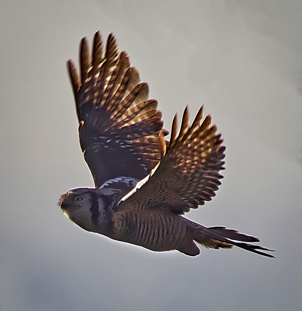 Olympus OM-D E-M1 sample photo. Hawk owl photography