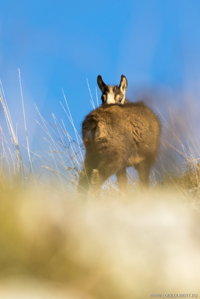 Canon EOS 7D Mark II + Canon EF 300mm F4L IS USM sample photo. Chamois du haut jura photography