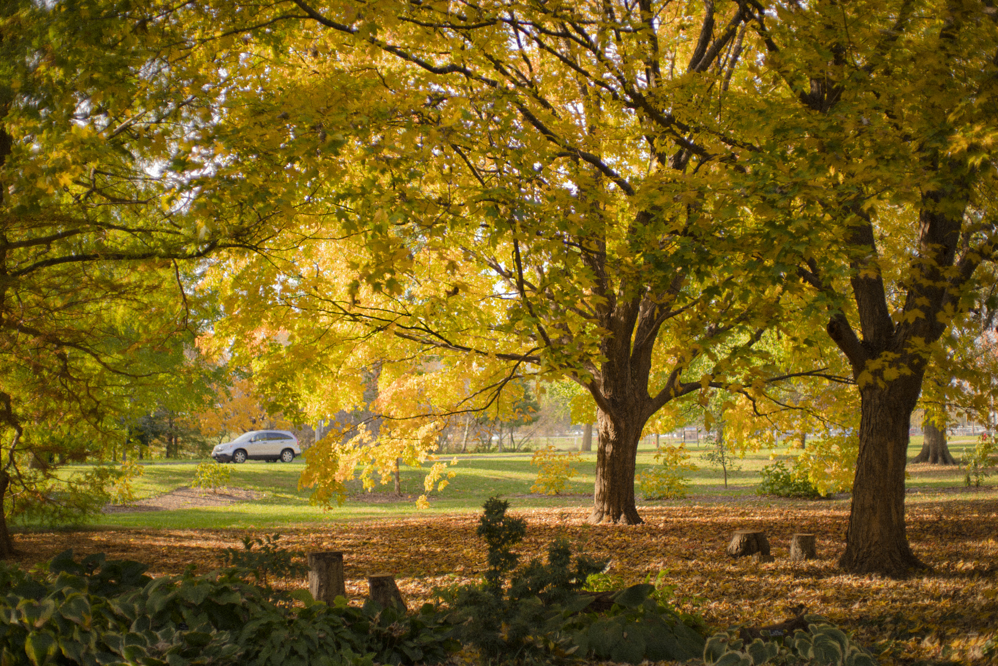 Pentax K-1 + Pentax smc FA 43mm F1.9 Limited sample photo. Beautiful leaves at japan house of u of i photography
