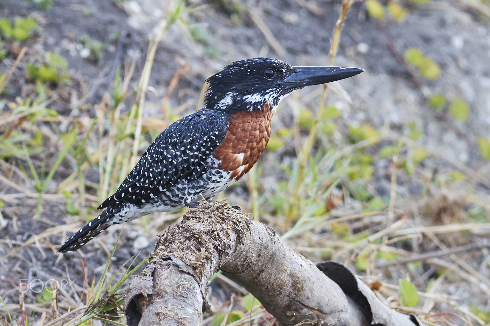 Canon EF 400mm F5.6L USM sample photo. Giant kingfisher (megaceryle maxima) photography