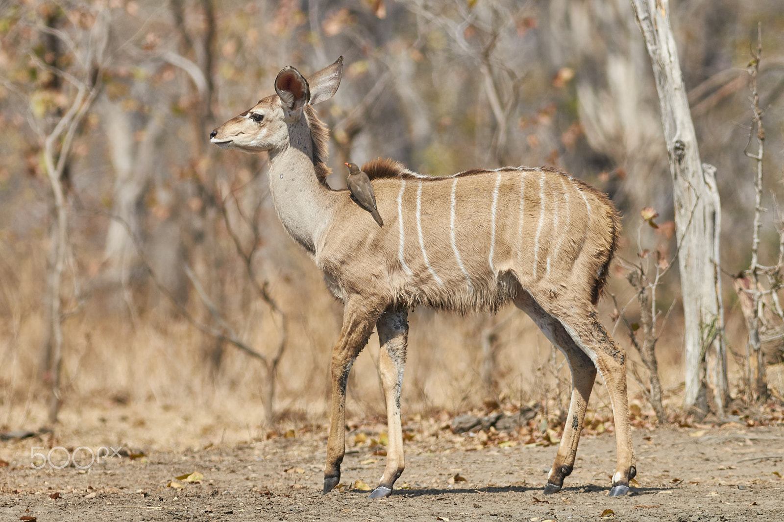 Canon EF 400mm F5.6L USM sample photo. Greater kudu (tragelaphus strepsiceros) photography