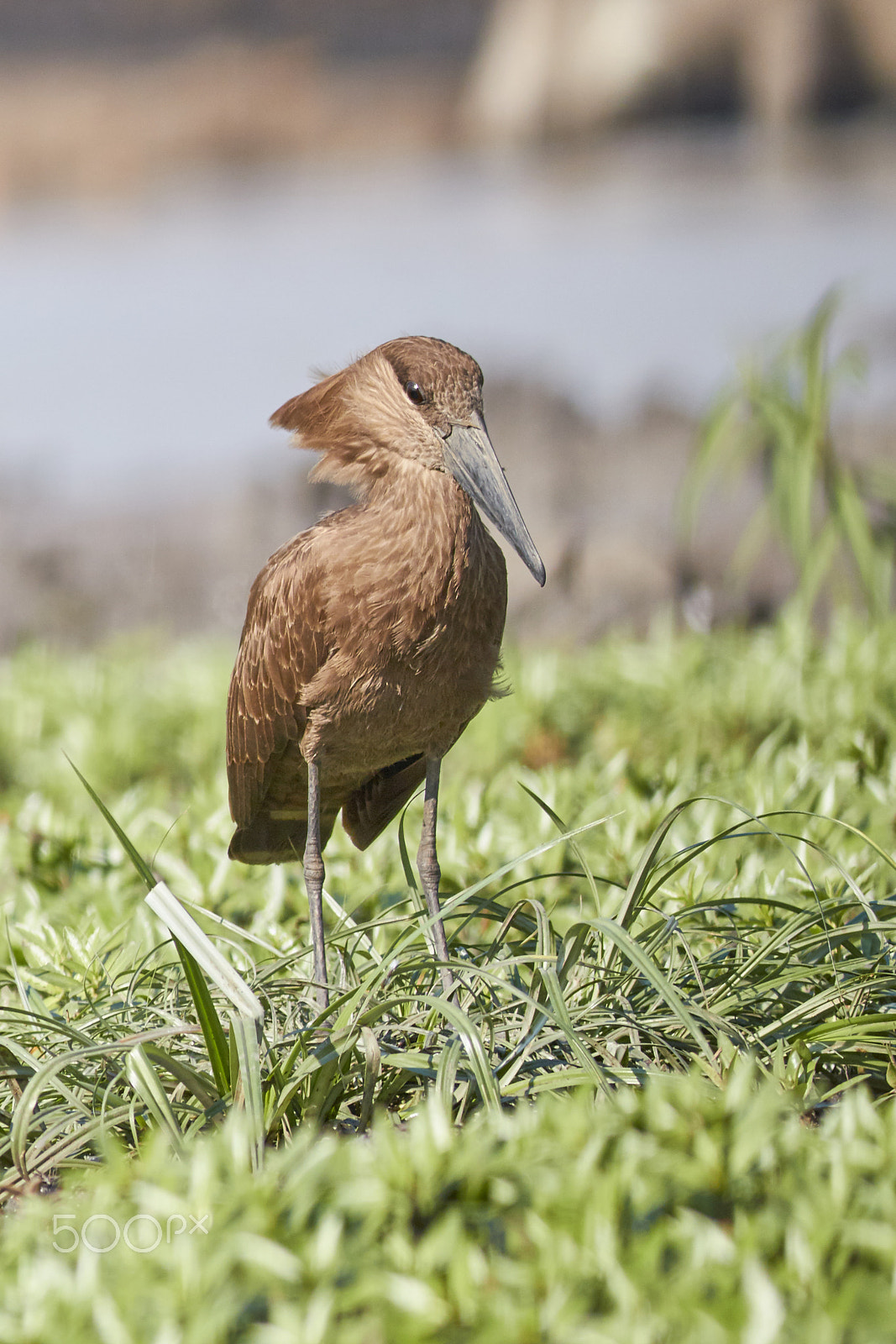 Canon EF 400mm F5.6L USM sample photo. Hamerkop (scopus umbretta) photography