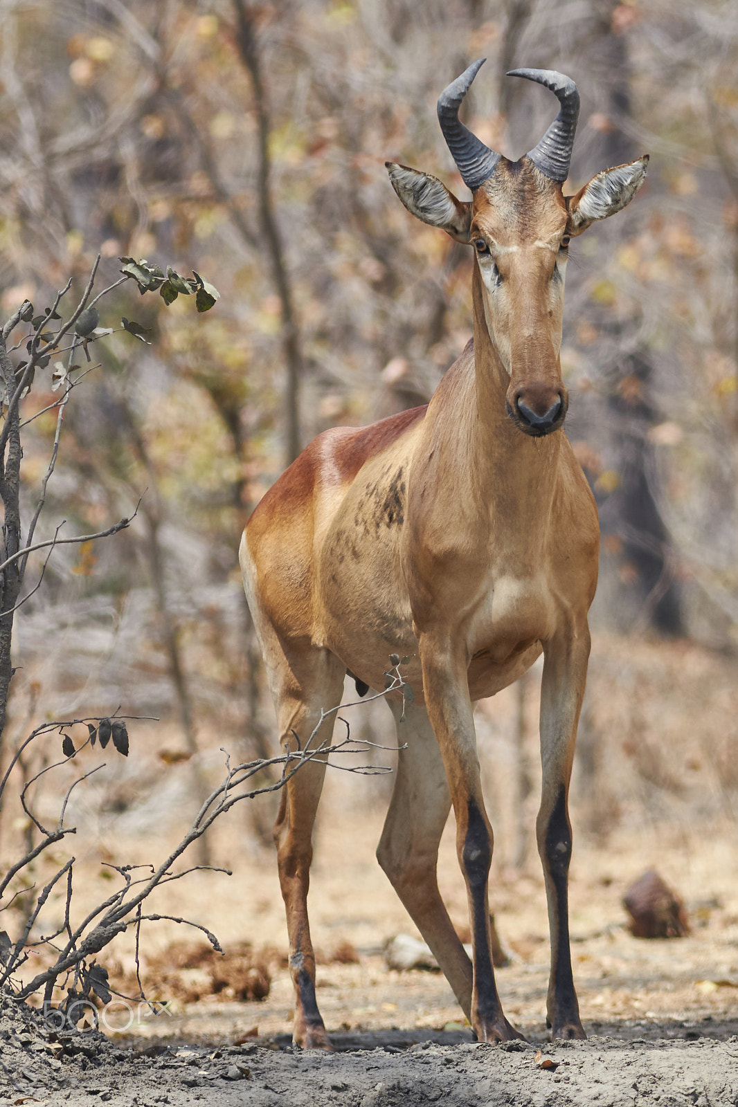 Canon EF 400mm F5.6L USM sample photo. Hartebeest (alcelaphus buselaphus) photography