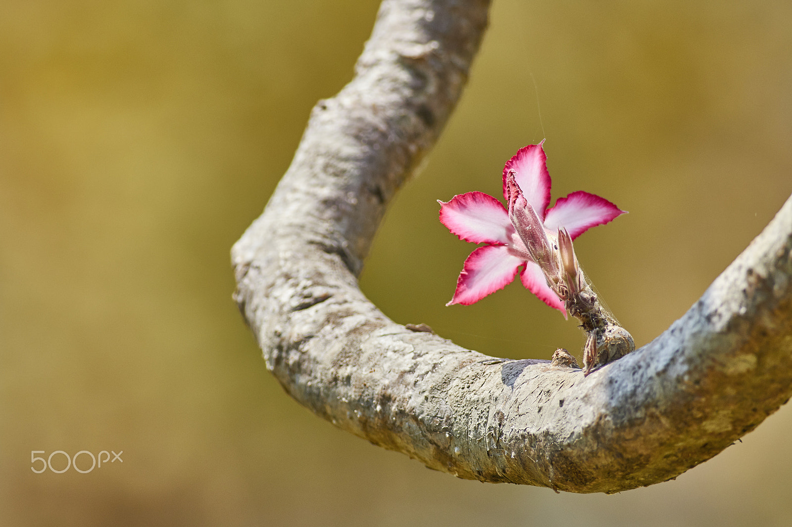 Canon EOS 70D + Canon EF 400mm F5.6L USM sample photo. Impala lily (adenium obesum) photography