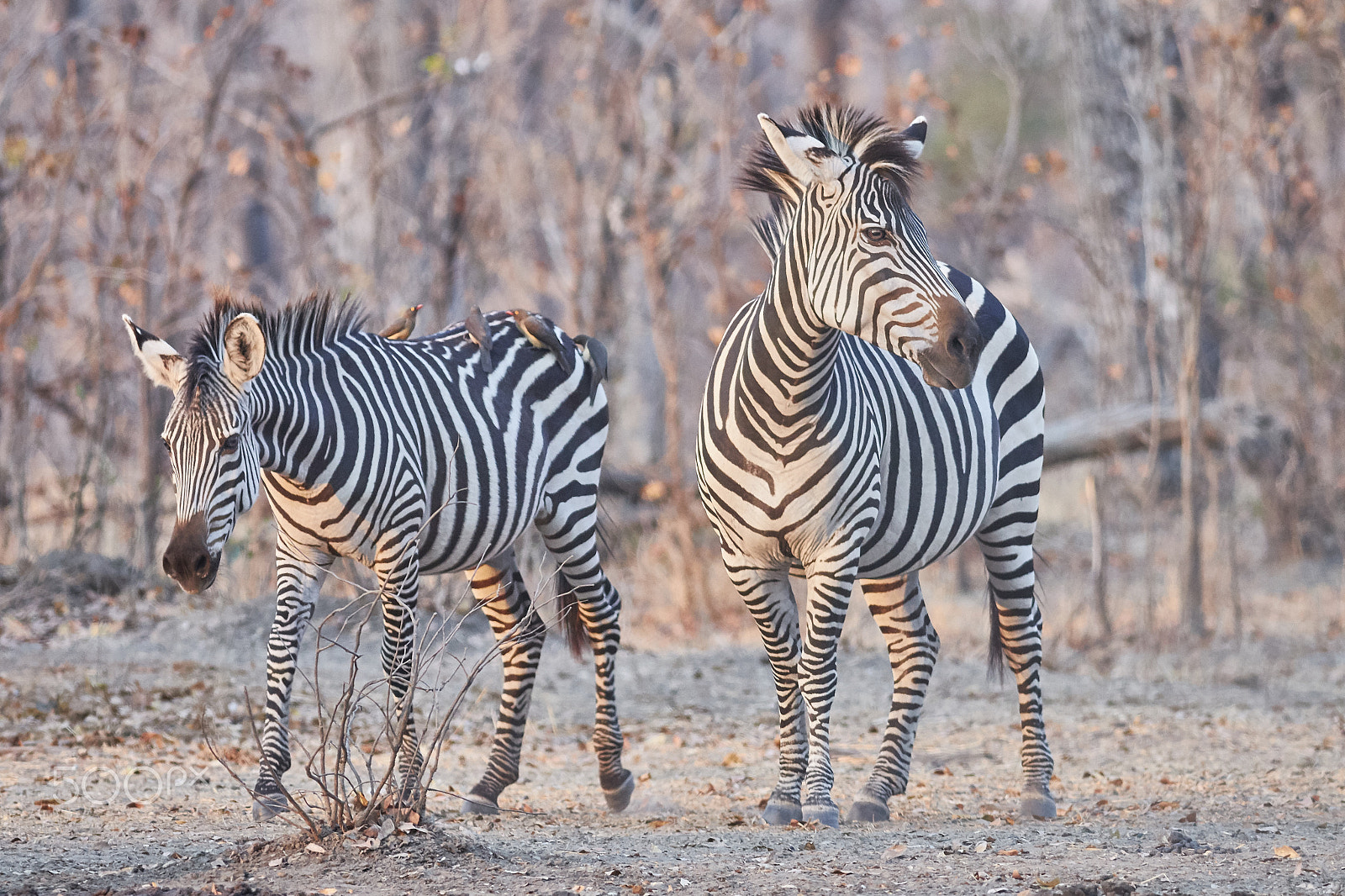 Canon EOS 70D sample photo. Plains zebra (equus quagga) photography