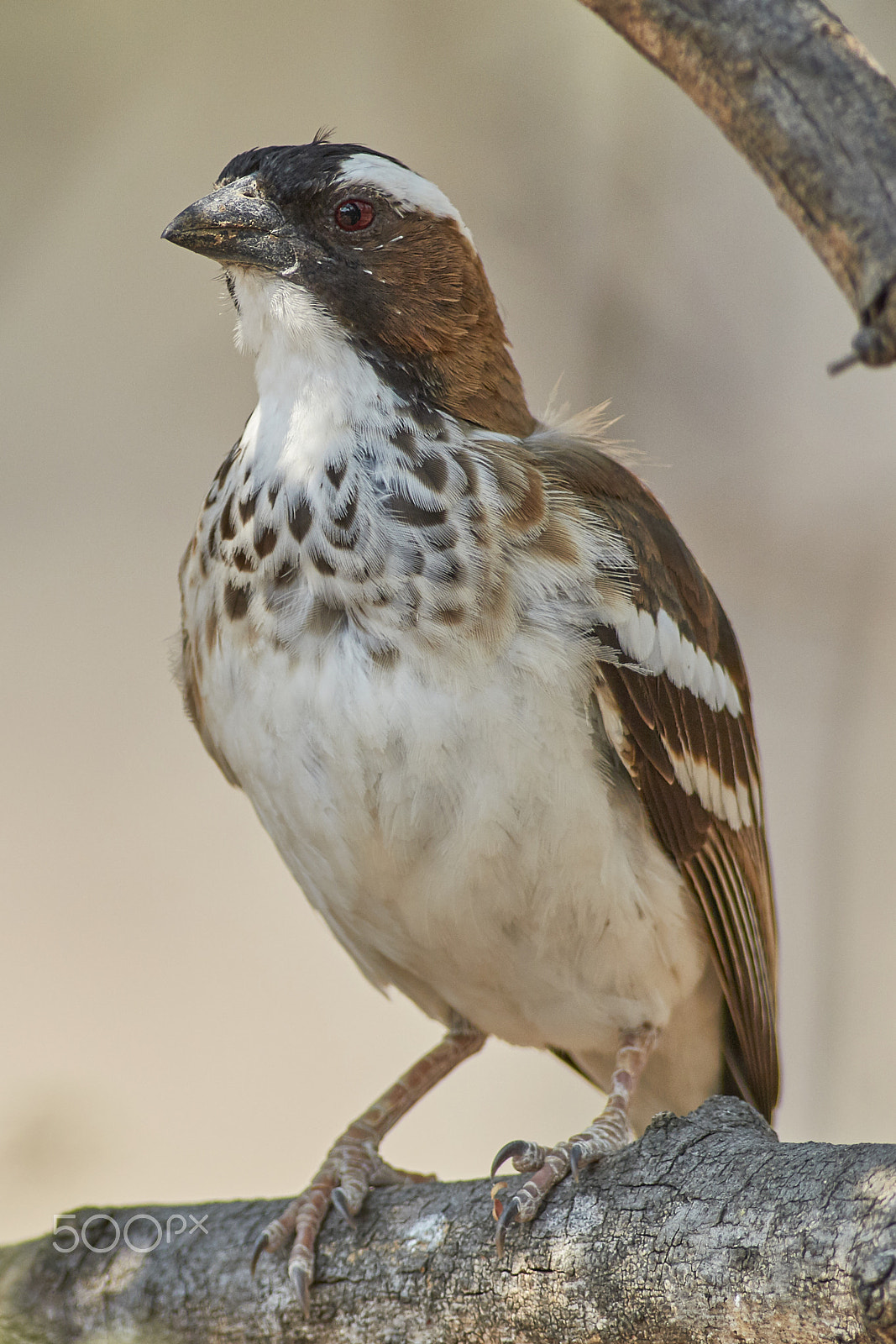 Canon EF 400mm F5.6L USM sample photo. White-browed sparrow-weaver (plocepasser mahali) photography