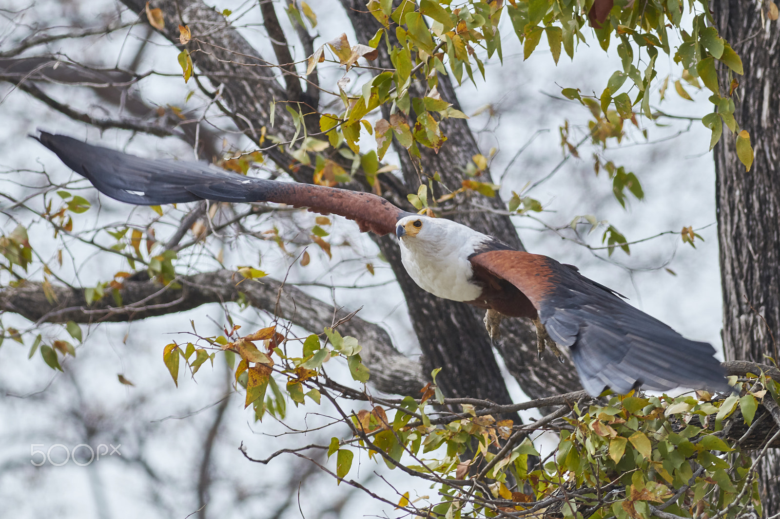 Canon EF 400mm F5.6L USM sample photo. African fish eagle (haliaeetus vocifer) photography