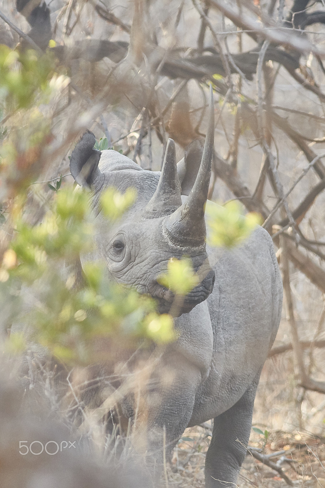Canon EF 400mm F5.6L USM sample photo. Black rhinoceros (diceros bicornis) photography