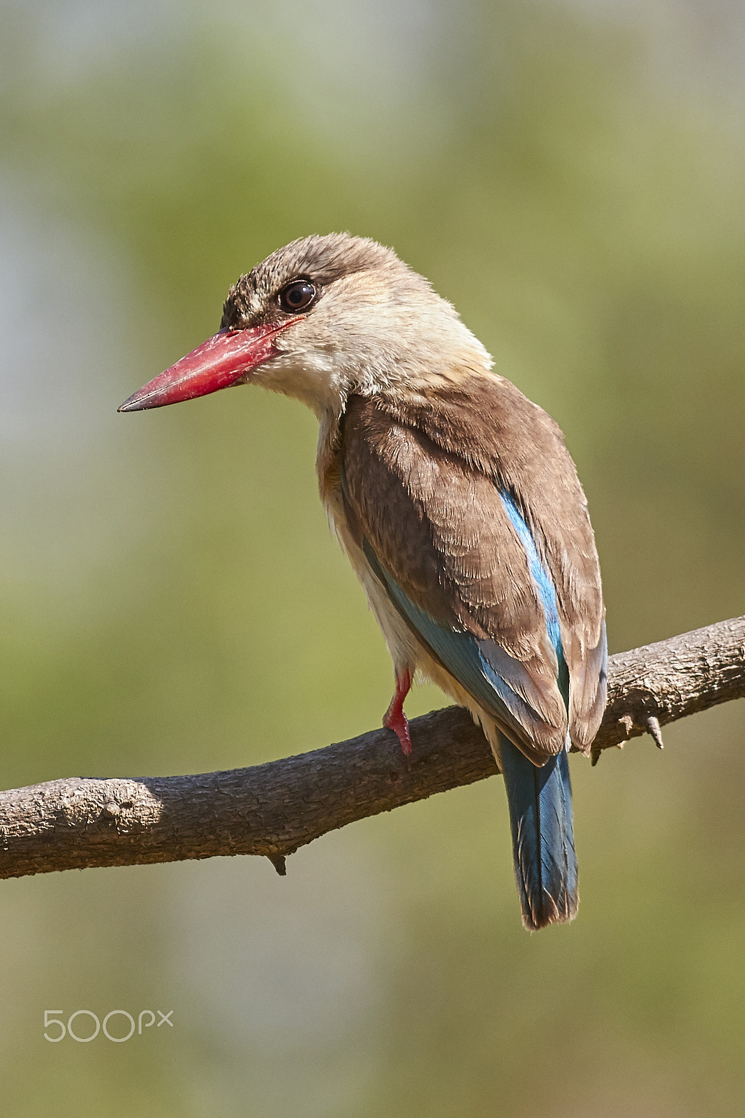 Canon EOS 70D sample photo. Brown-hooded kingfisher (halcyon albiventris) photography