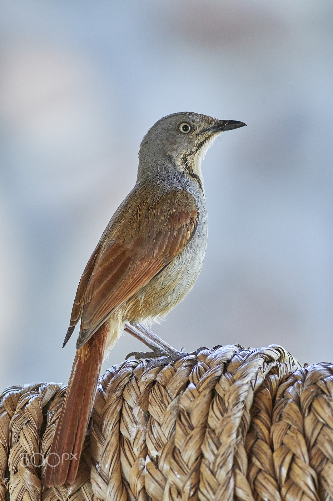 Canon EOS 70D + Canon EF 400mm F5.6L USM sample photo. Collared palm thrush (cichladusa arquata) photography