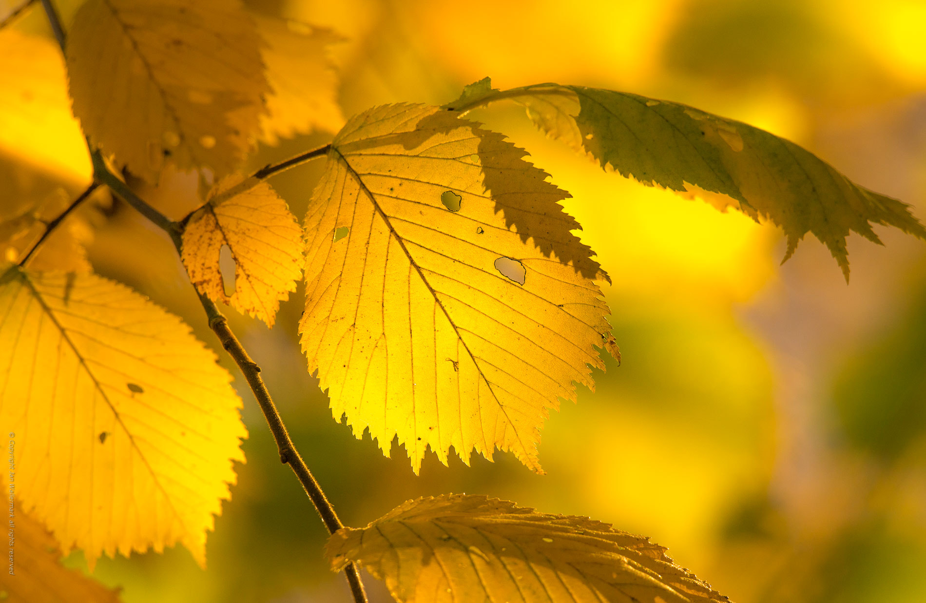 Nikon AF-S Nikkor 400mm F2.8E FL ED VR sample photo. Absolut autumn colour photography