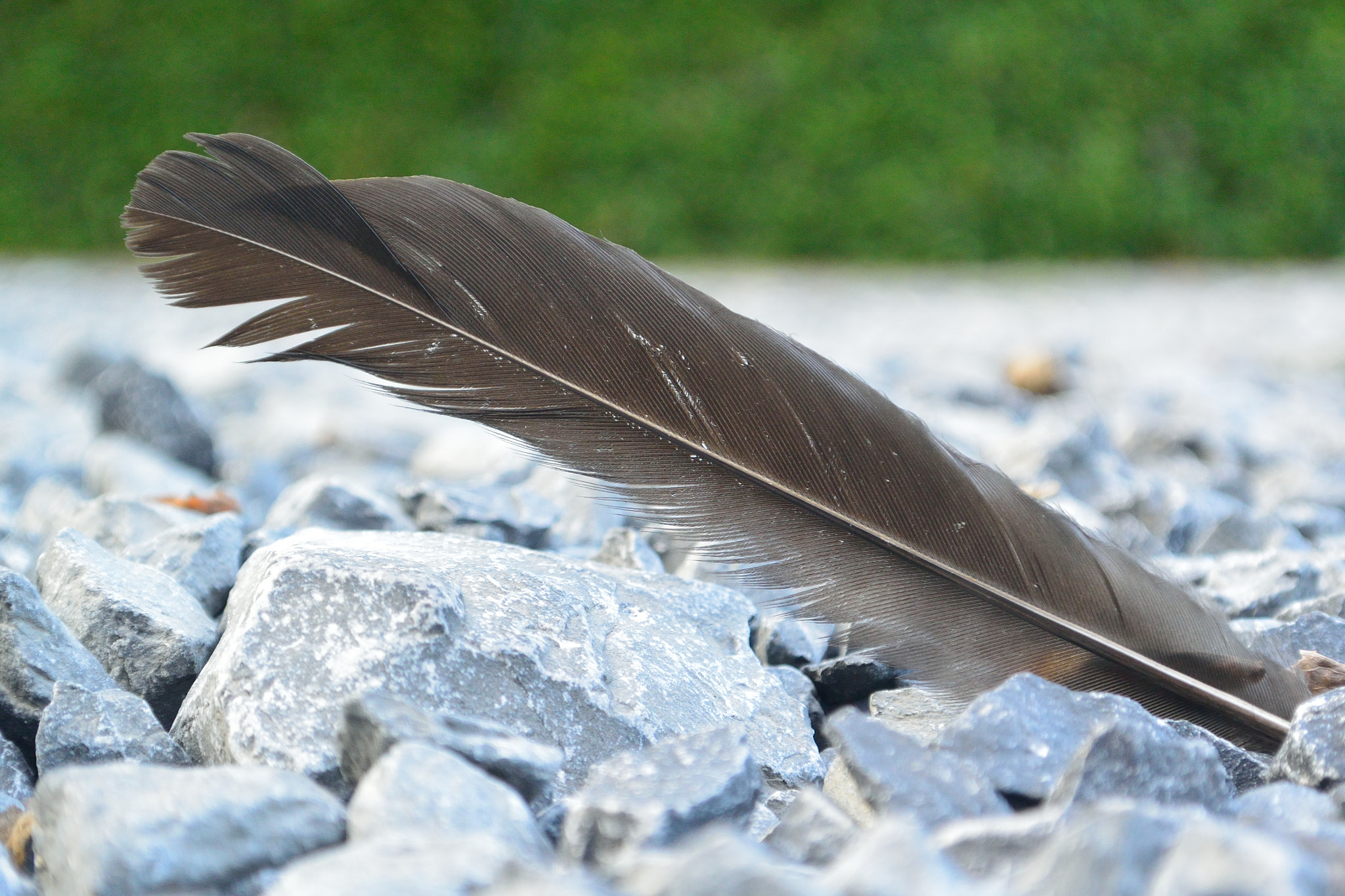 Nikon 1 J3 sample photo. Rest in peace photography
