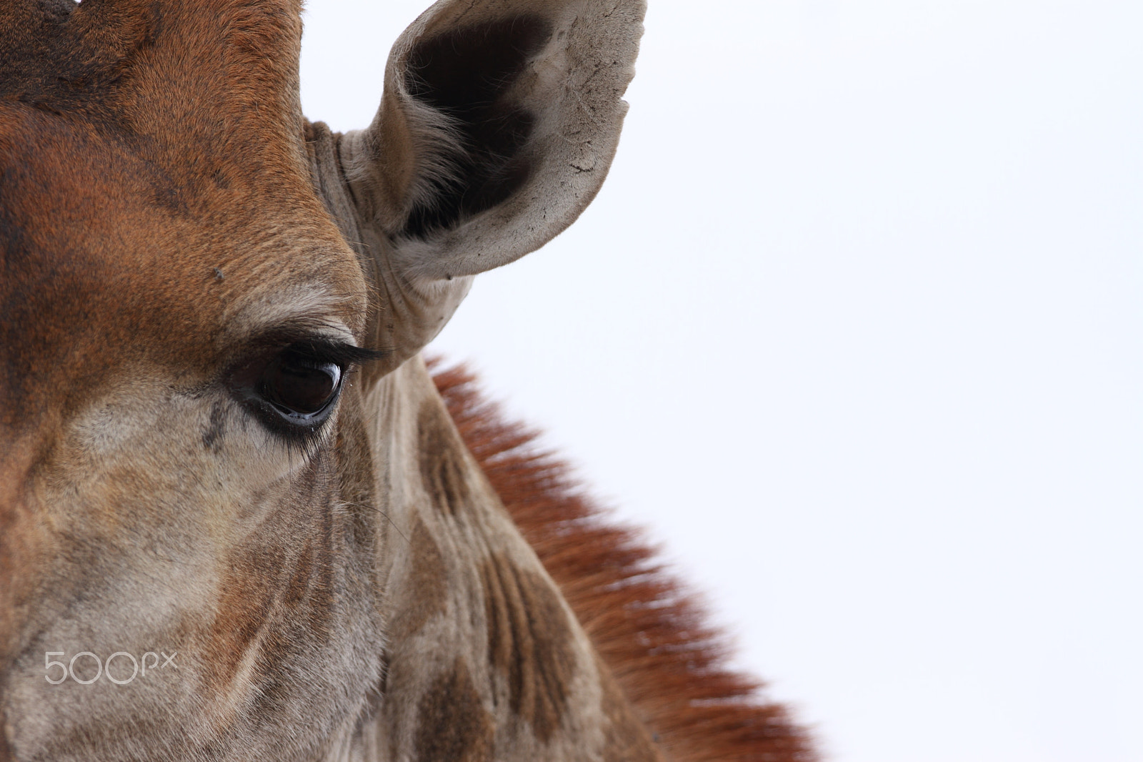 Canon EOS 7D + Canon EF 300mm F2.8L IS USM sample photo. A giraffe's eye photography