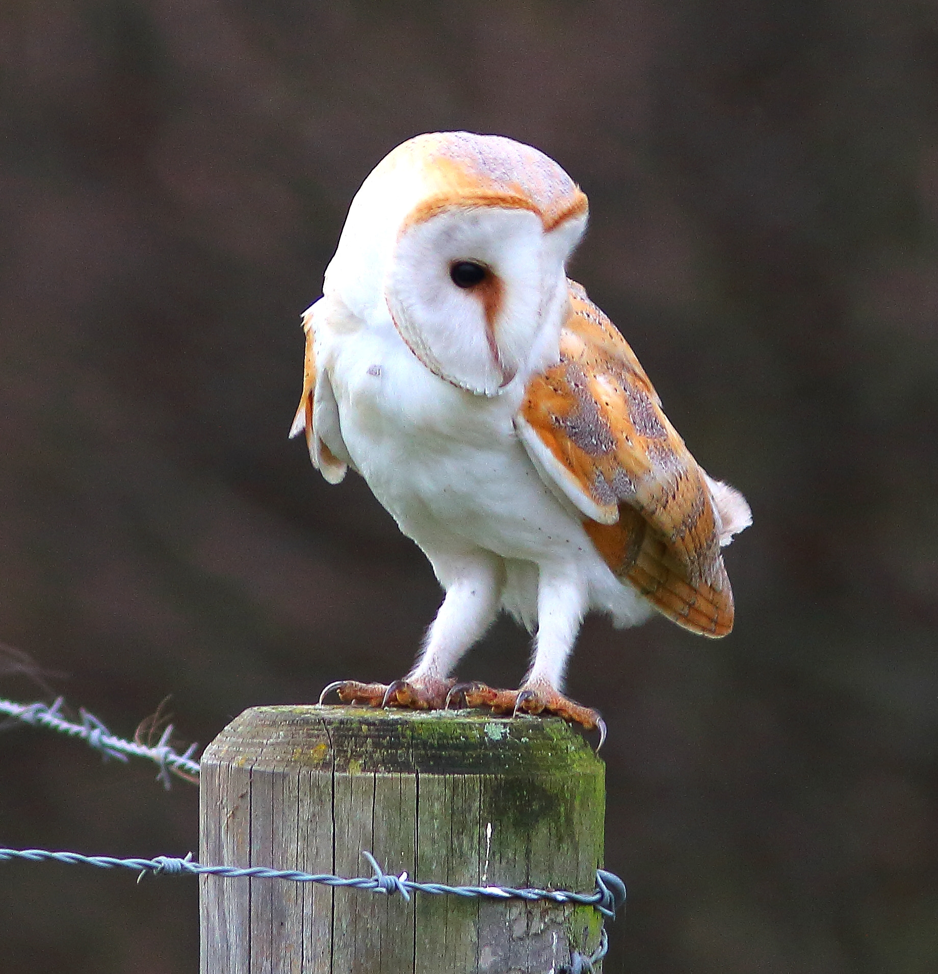 Canon EF 300mm F4L IS USM sample photo. Barn owl photography